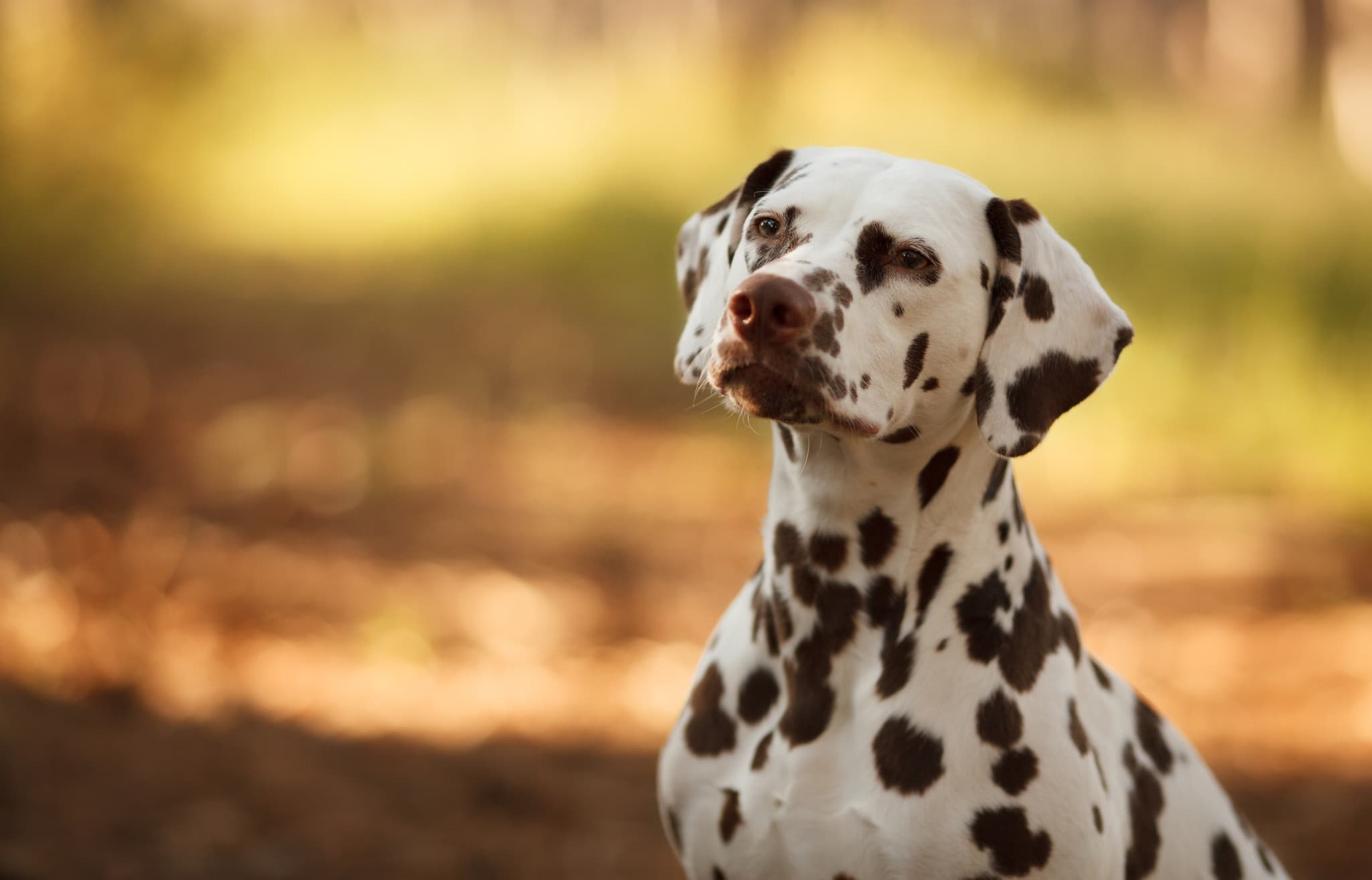 Majestic Dalmation bokeh background