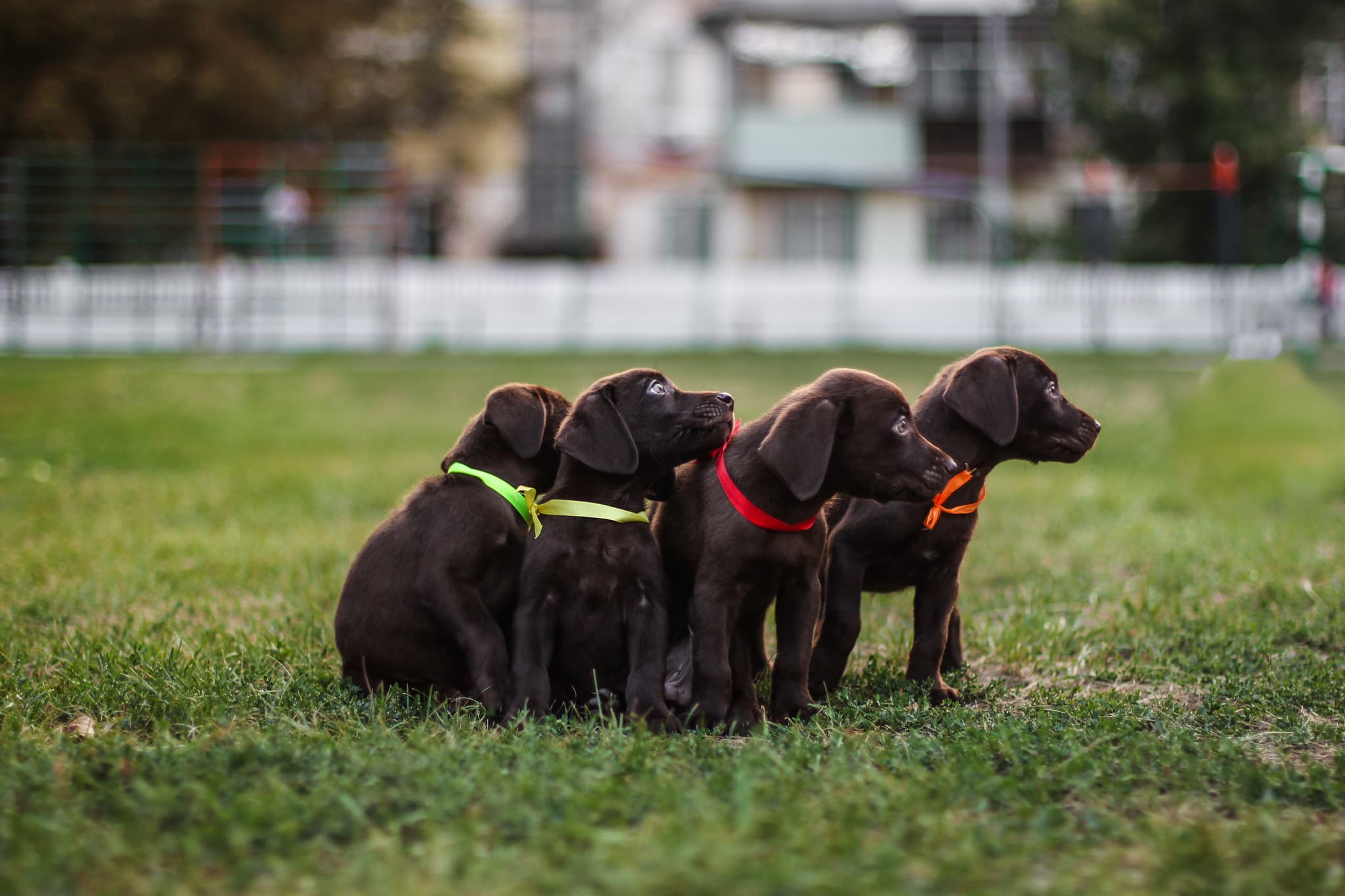 Haus Juris breeder profile image