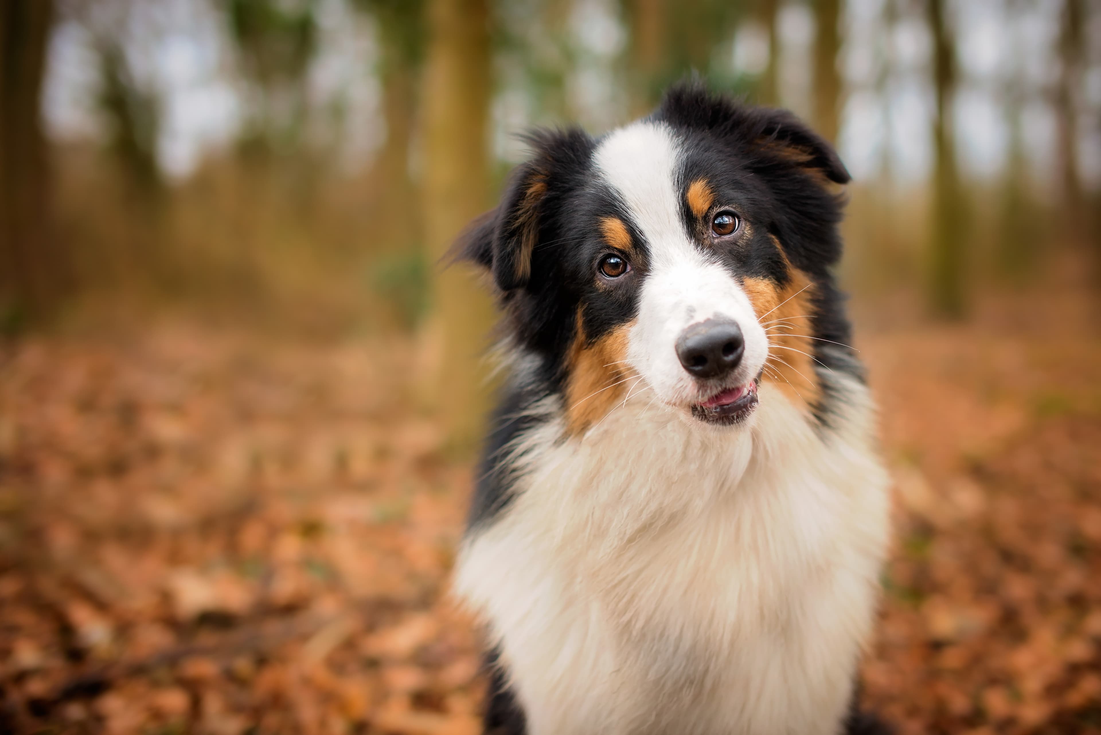Gunner K9 Kennels breeder profile image
