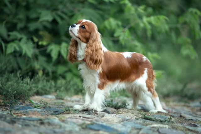 Cavalier Spaniel