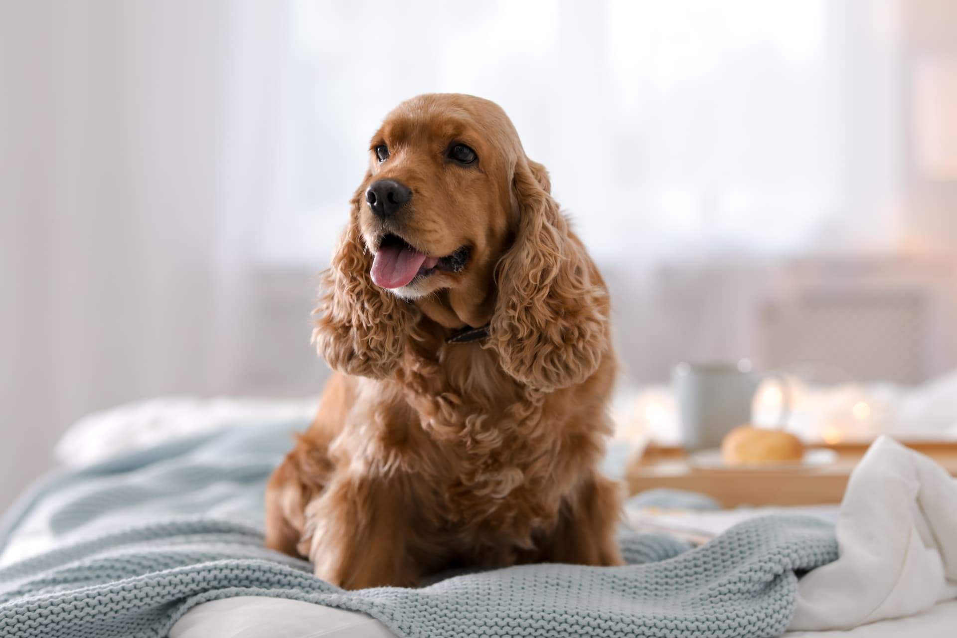 Cocker Spaniel on bed