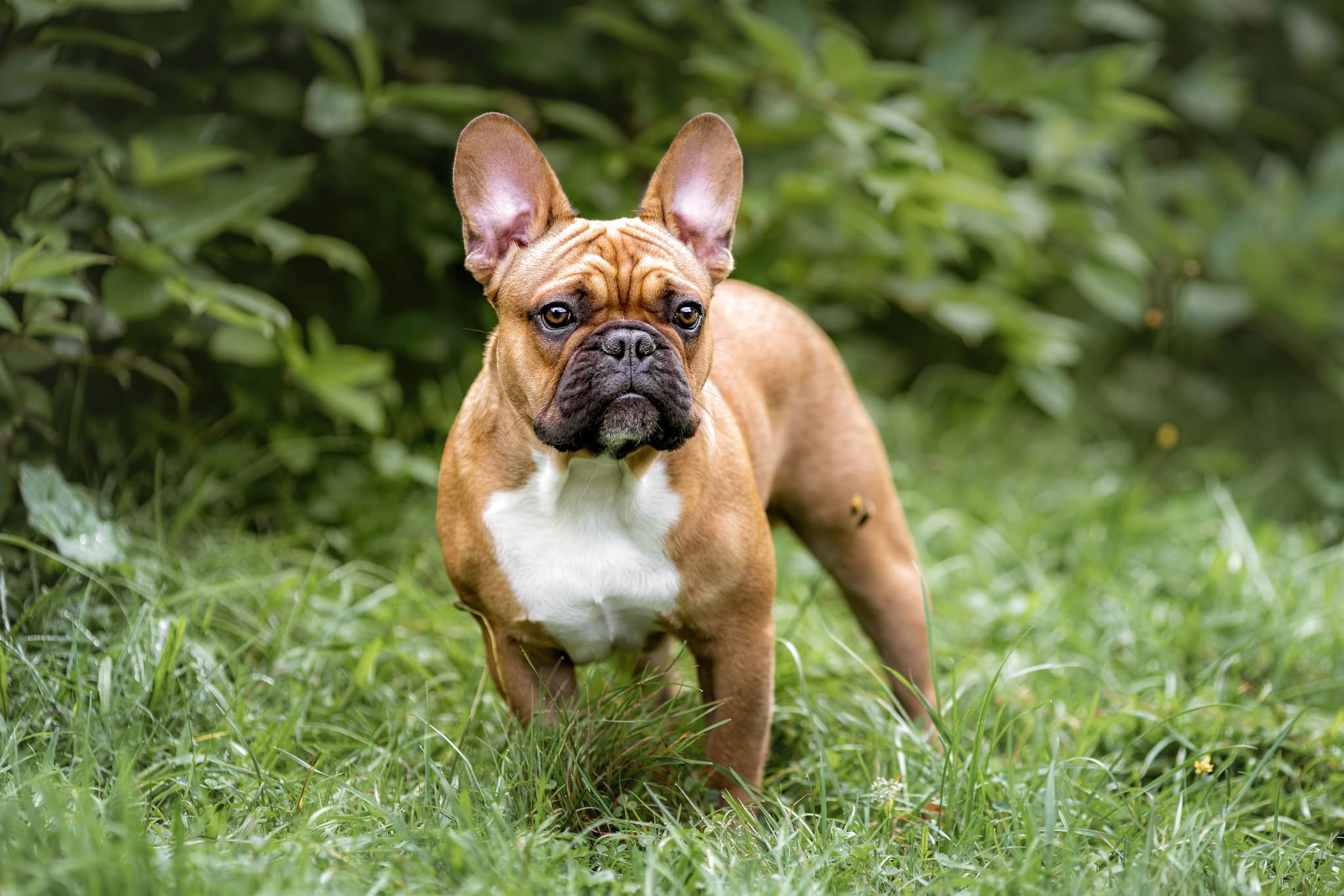 French bulldog puppy