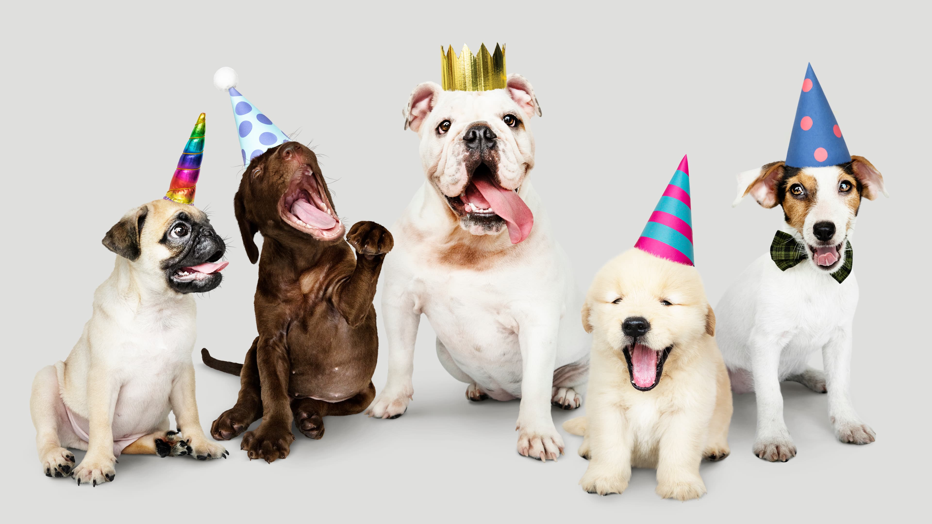 Celebrating puppies