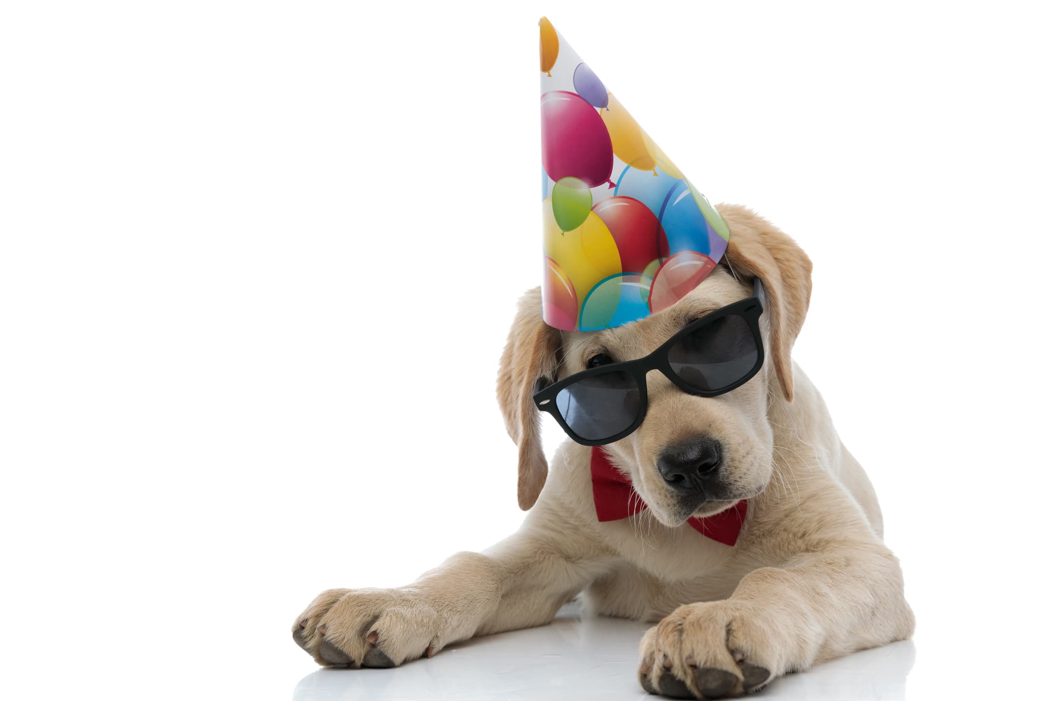 Xavon Puppy Shower