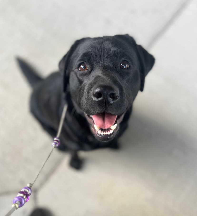 Georgie