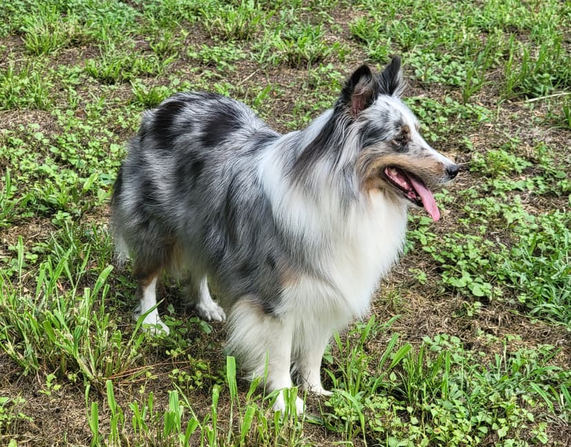 Mishka