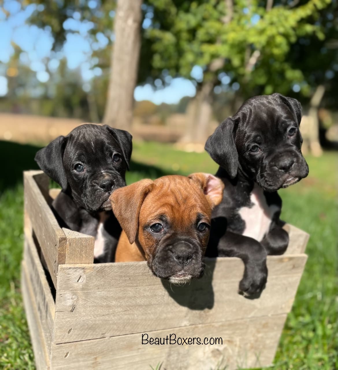 Beaut Boxers breeder profile image