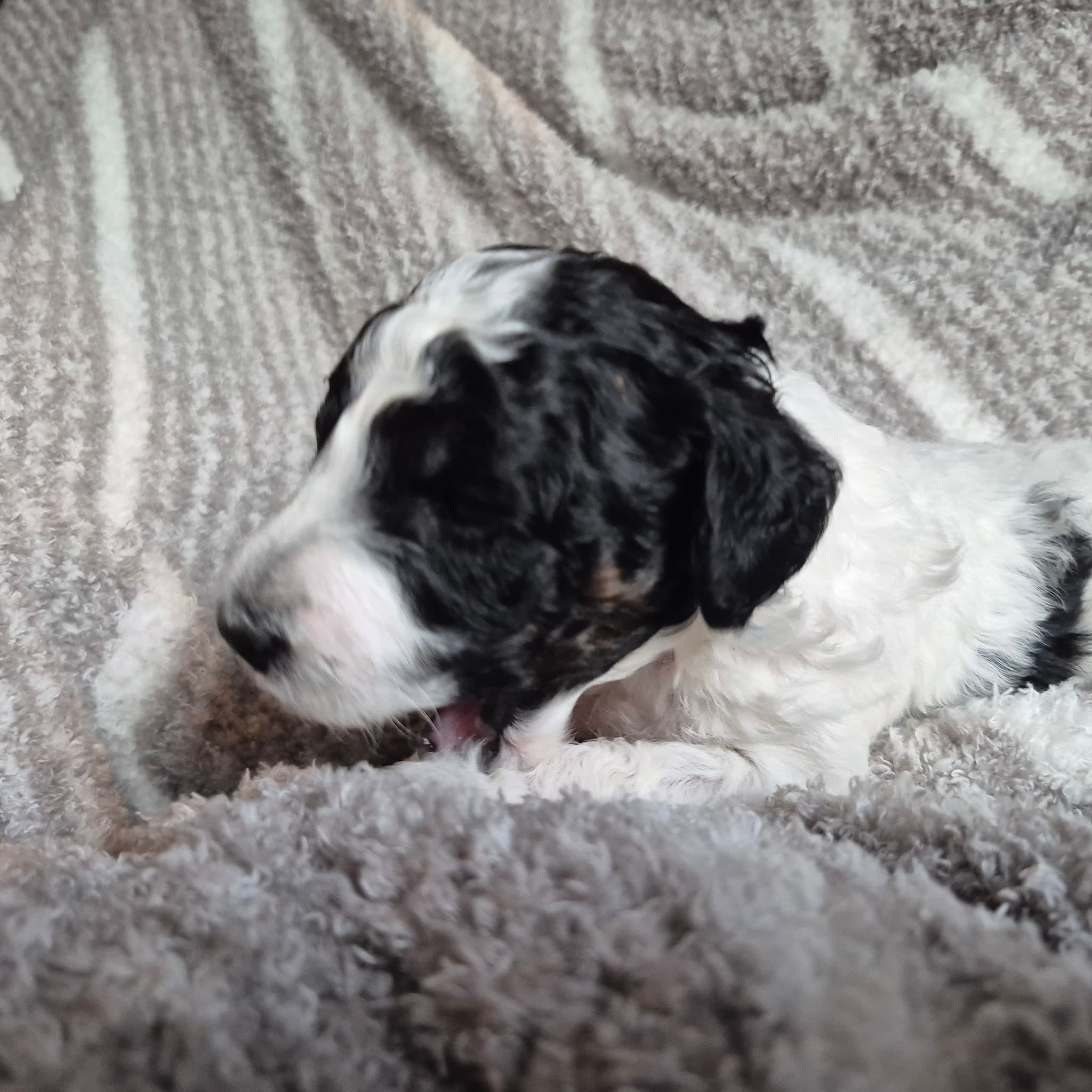 Cuddley-Poods breeder profile image