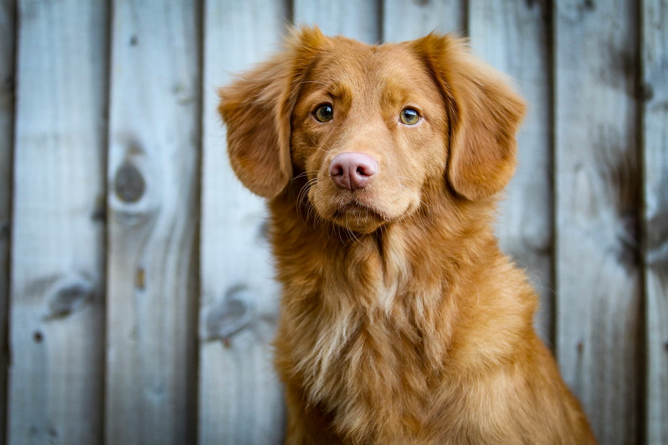 Top 5 Dog Breeds for Apartment Living