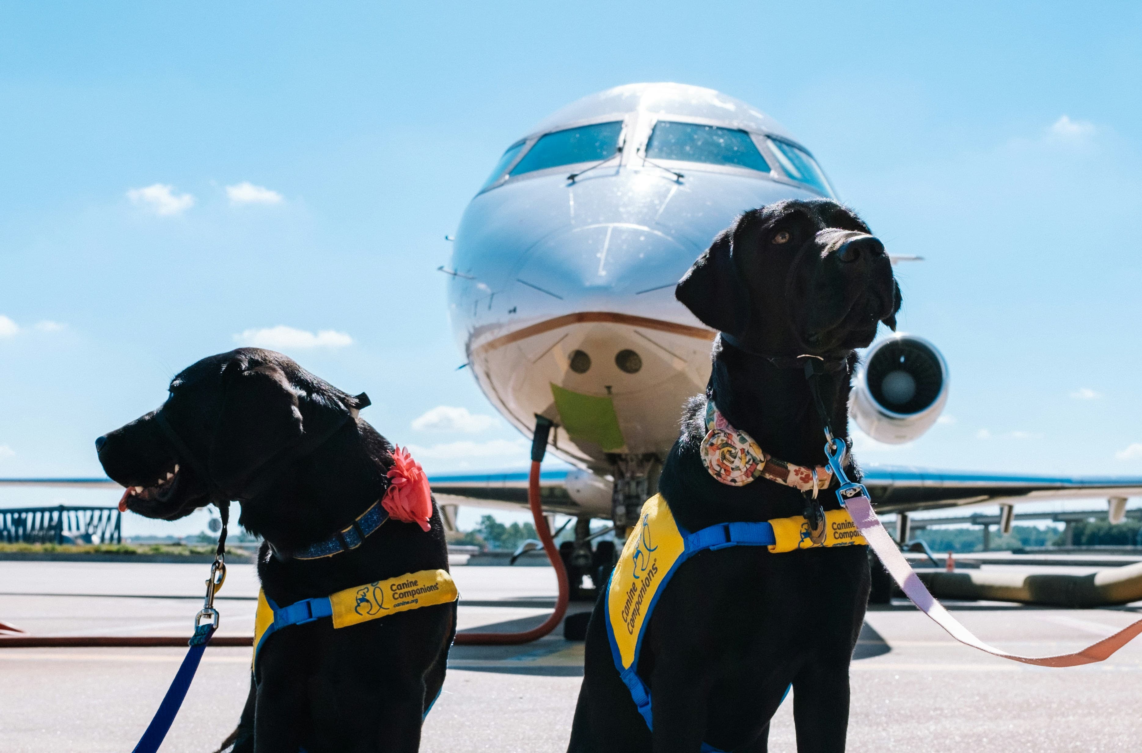 Flying With Your Puppy: Tips for Domestic U.S. Flights