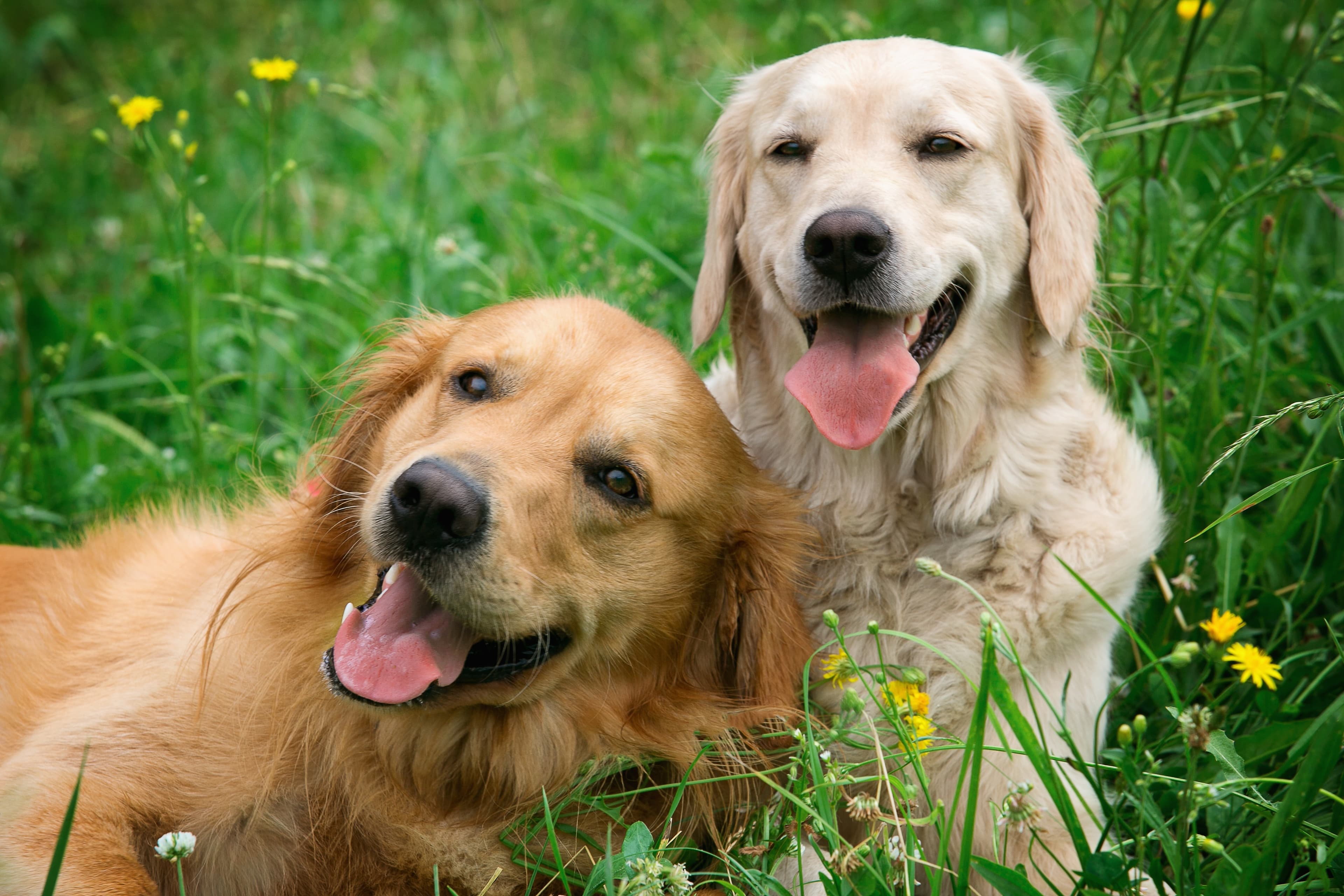 Welcome to PurePaws: Building a Safer Puppy Marketplace