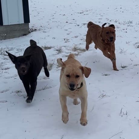 Summer Rose Labradors cover