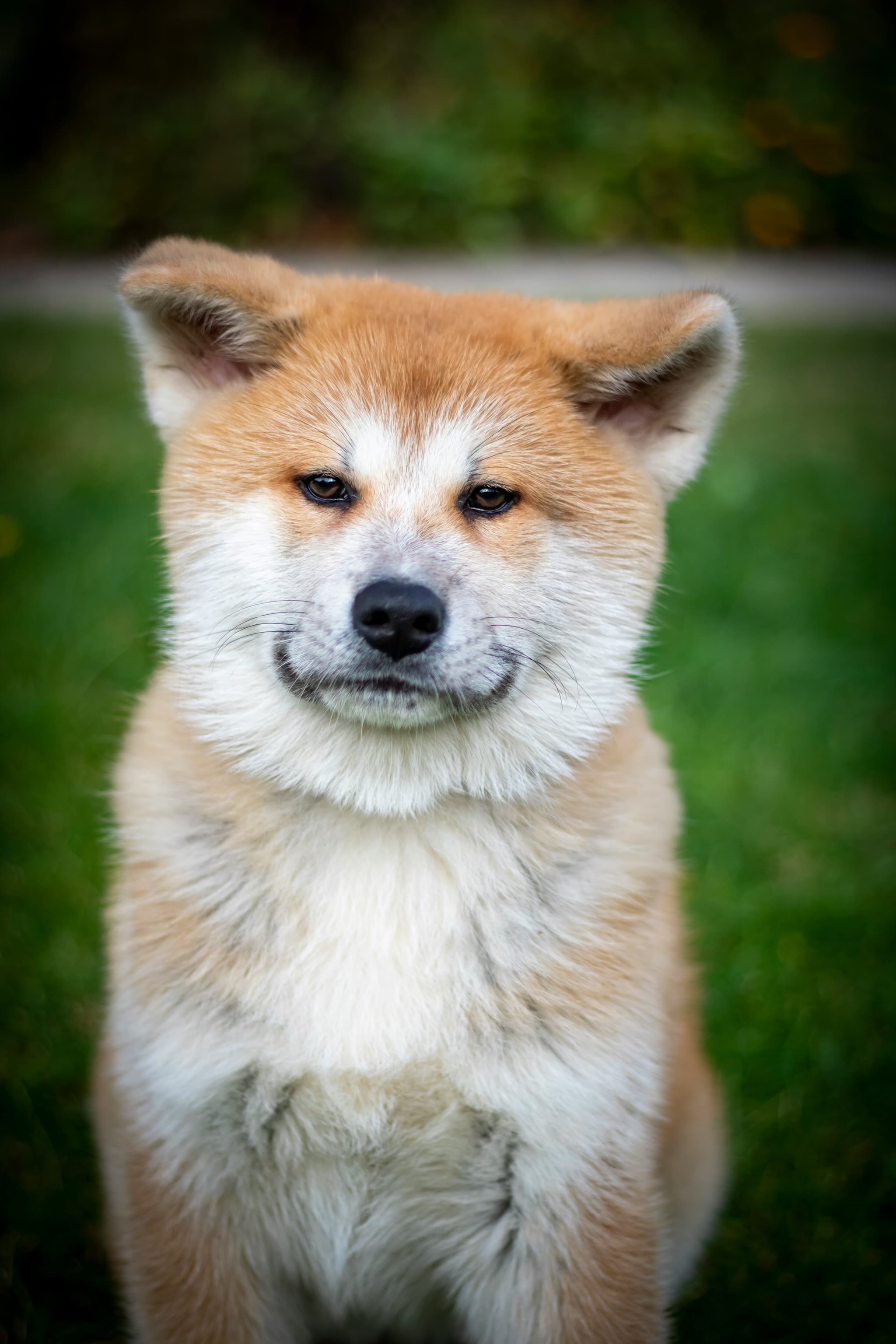 Akita