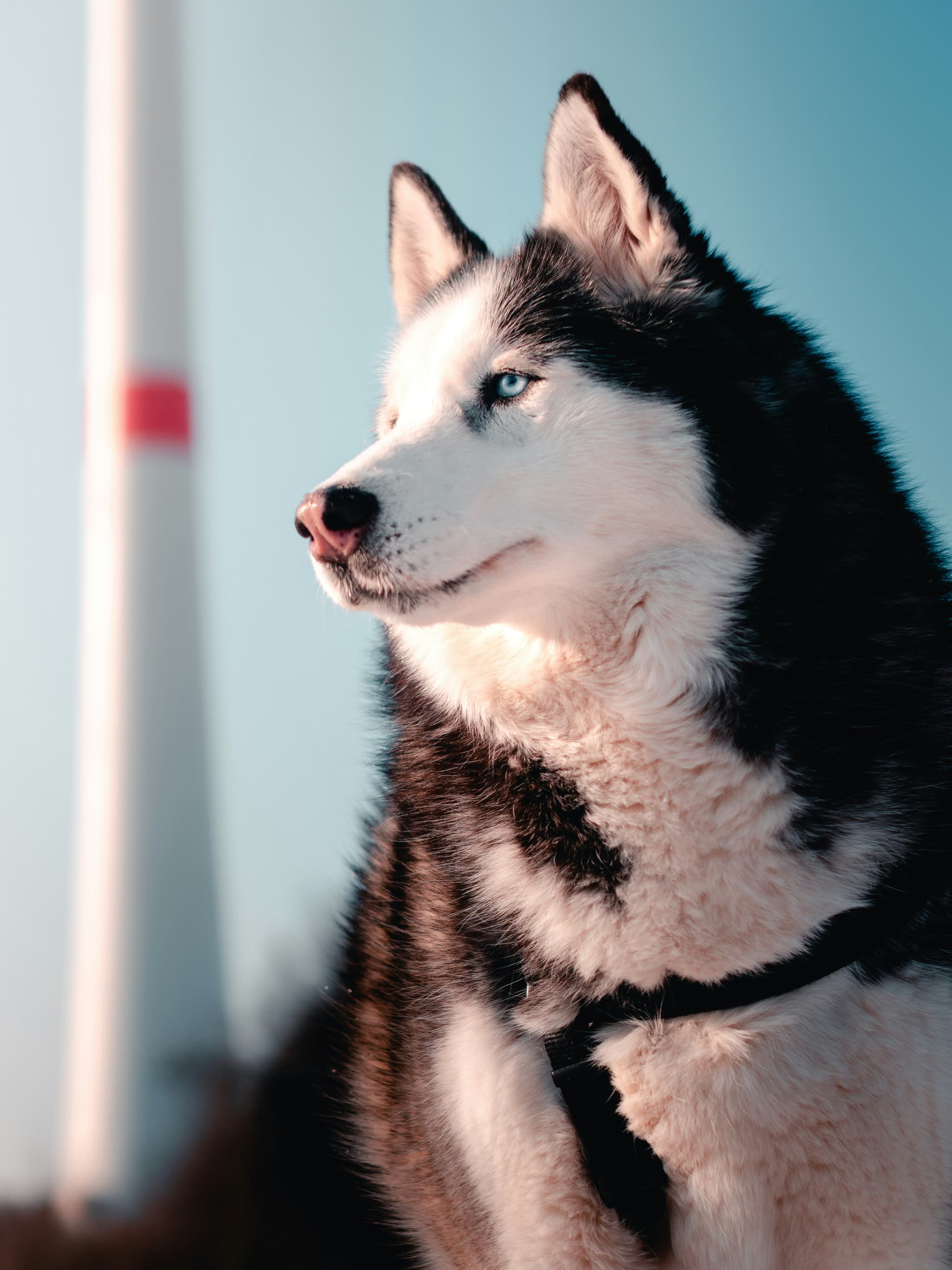 Alaskan Malamute