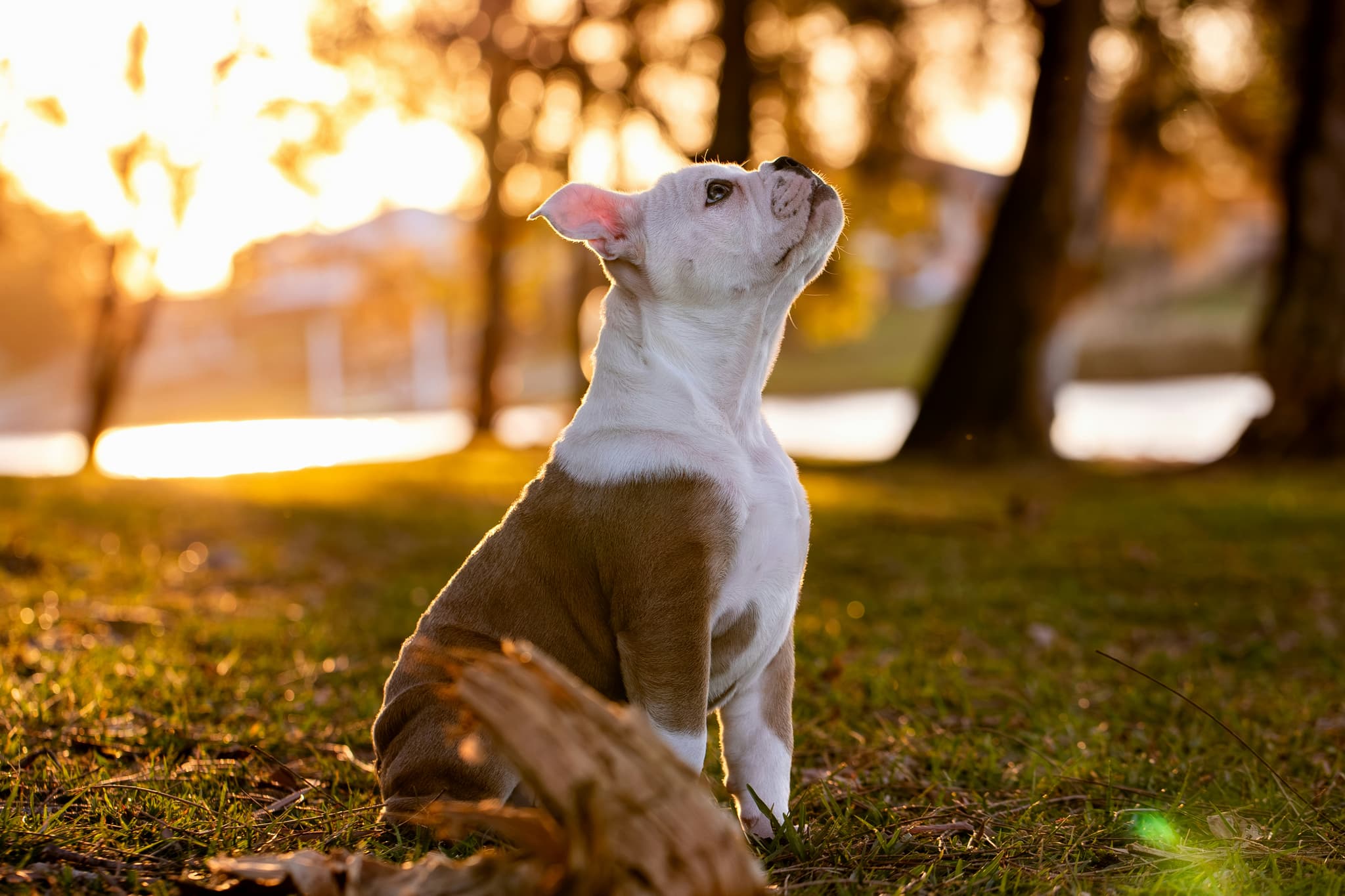 American Bulldog