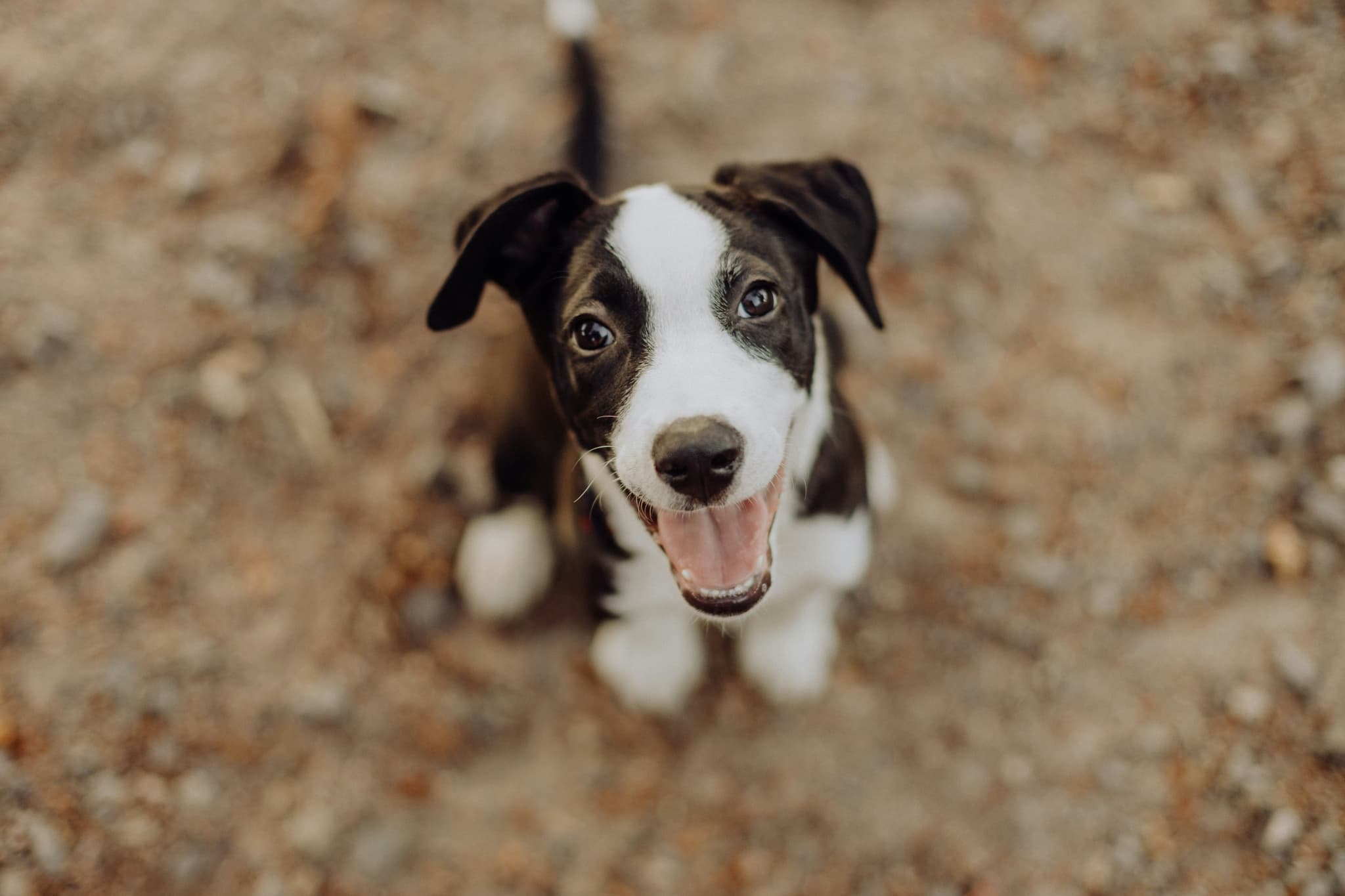 American Staffordshire Terrier