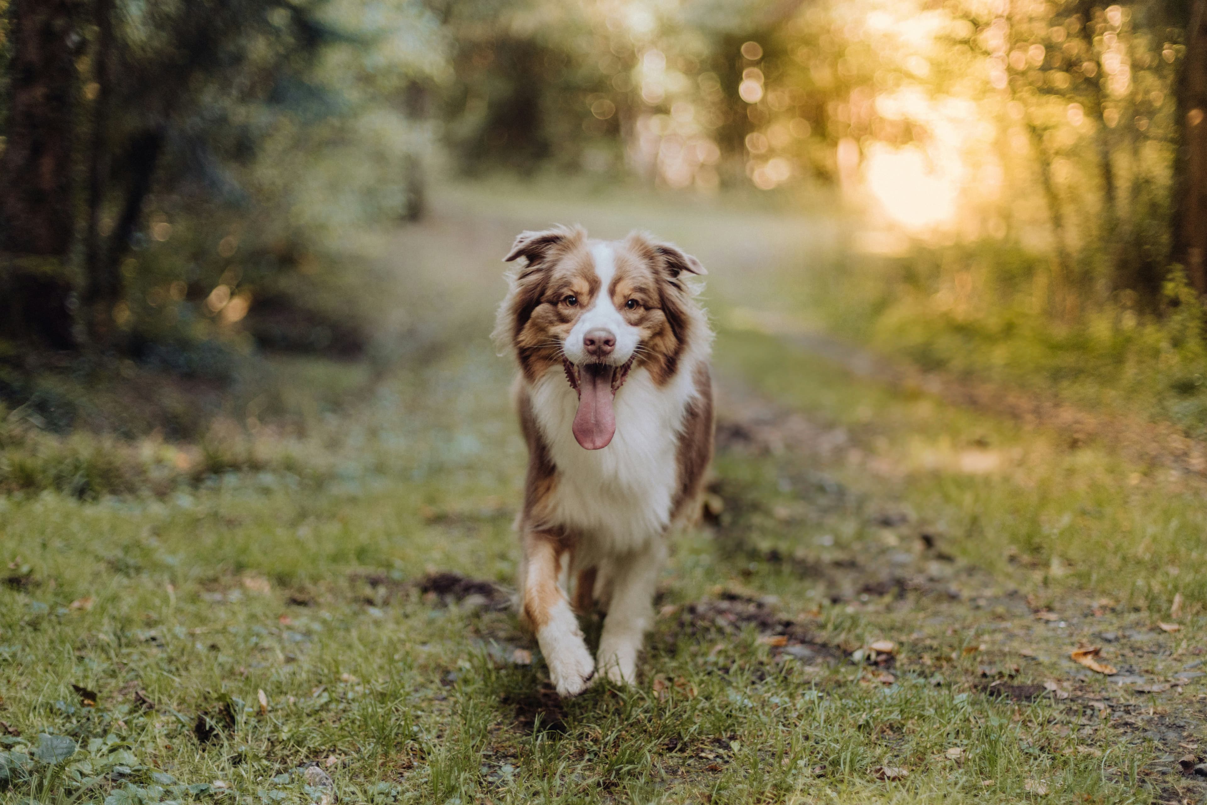 Australian Shepherd