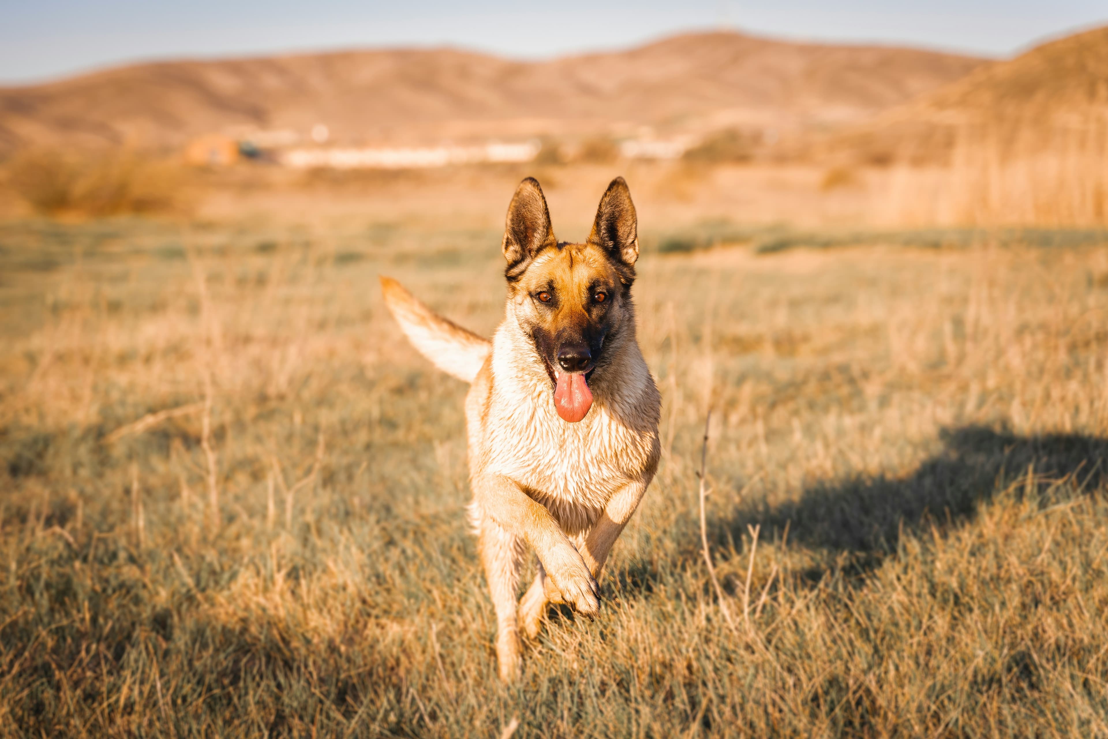 Belgian Malinois