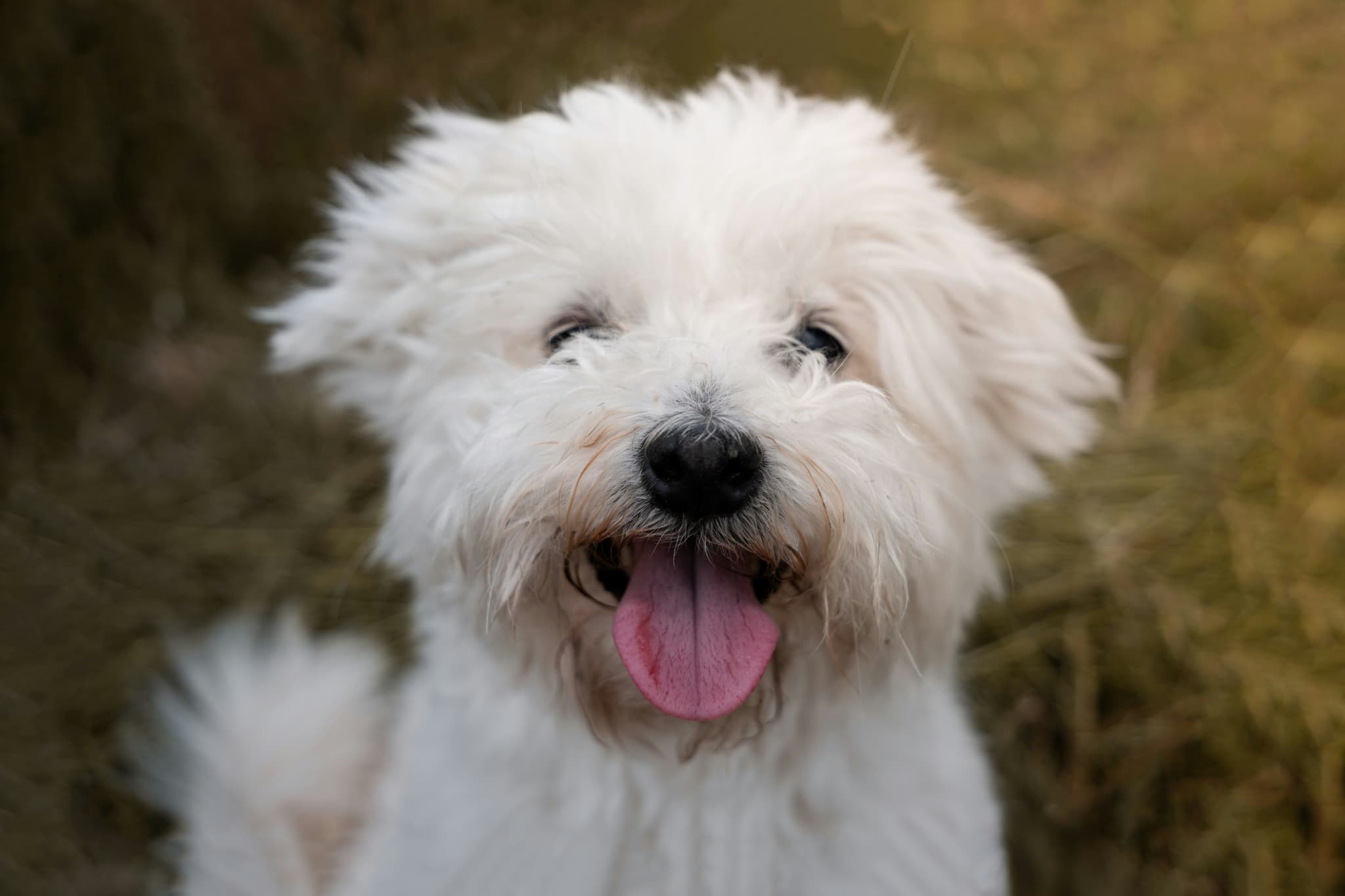 Bichon Frise