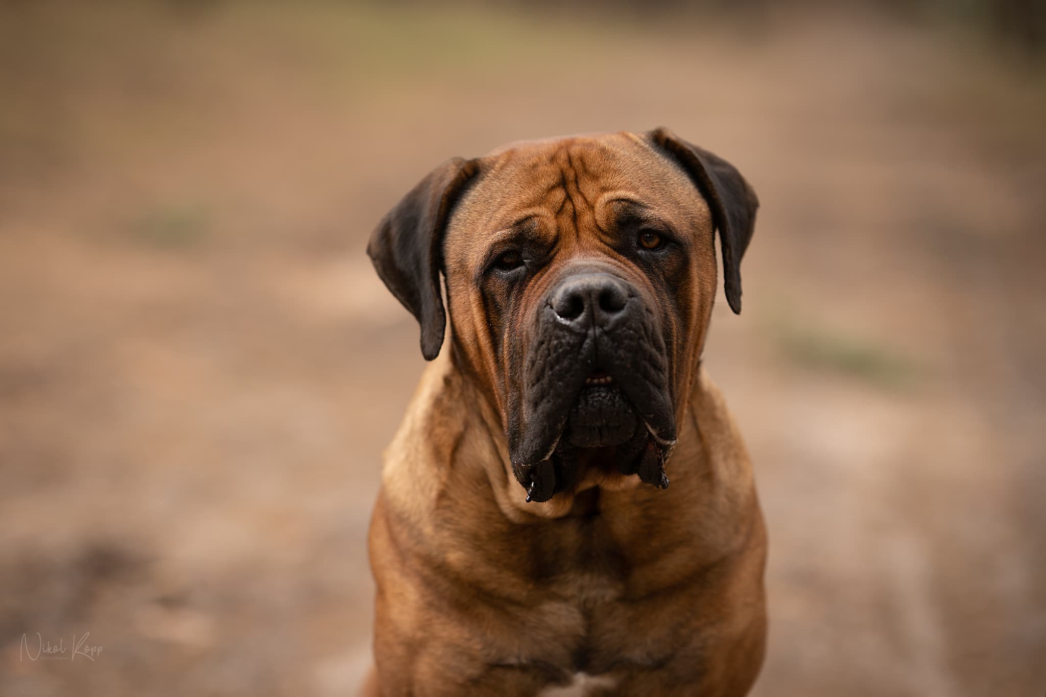 Boerboel
