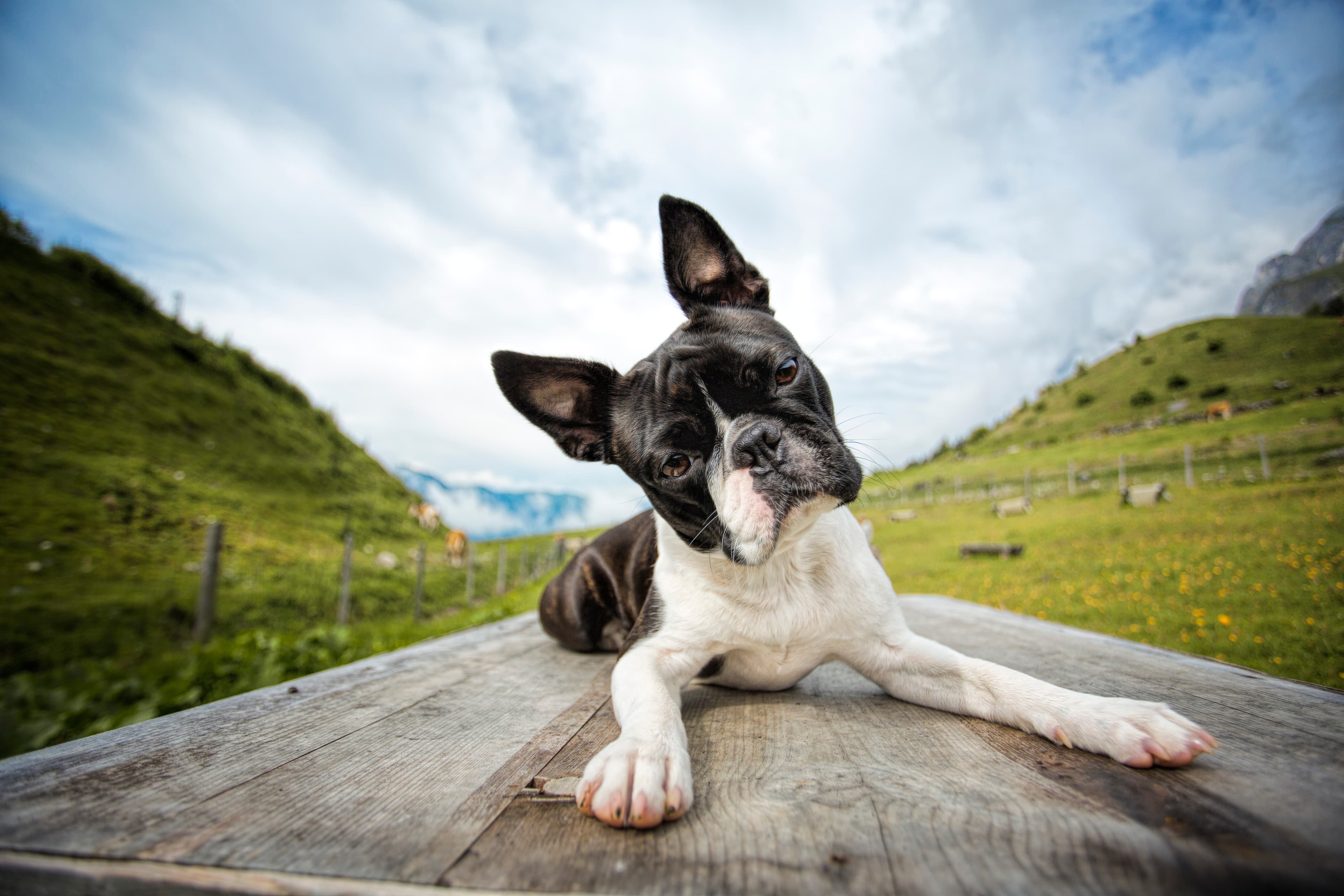 Boston Terrier