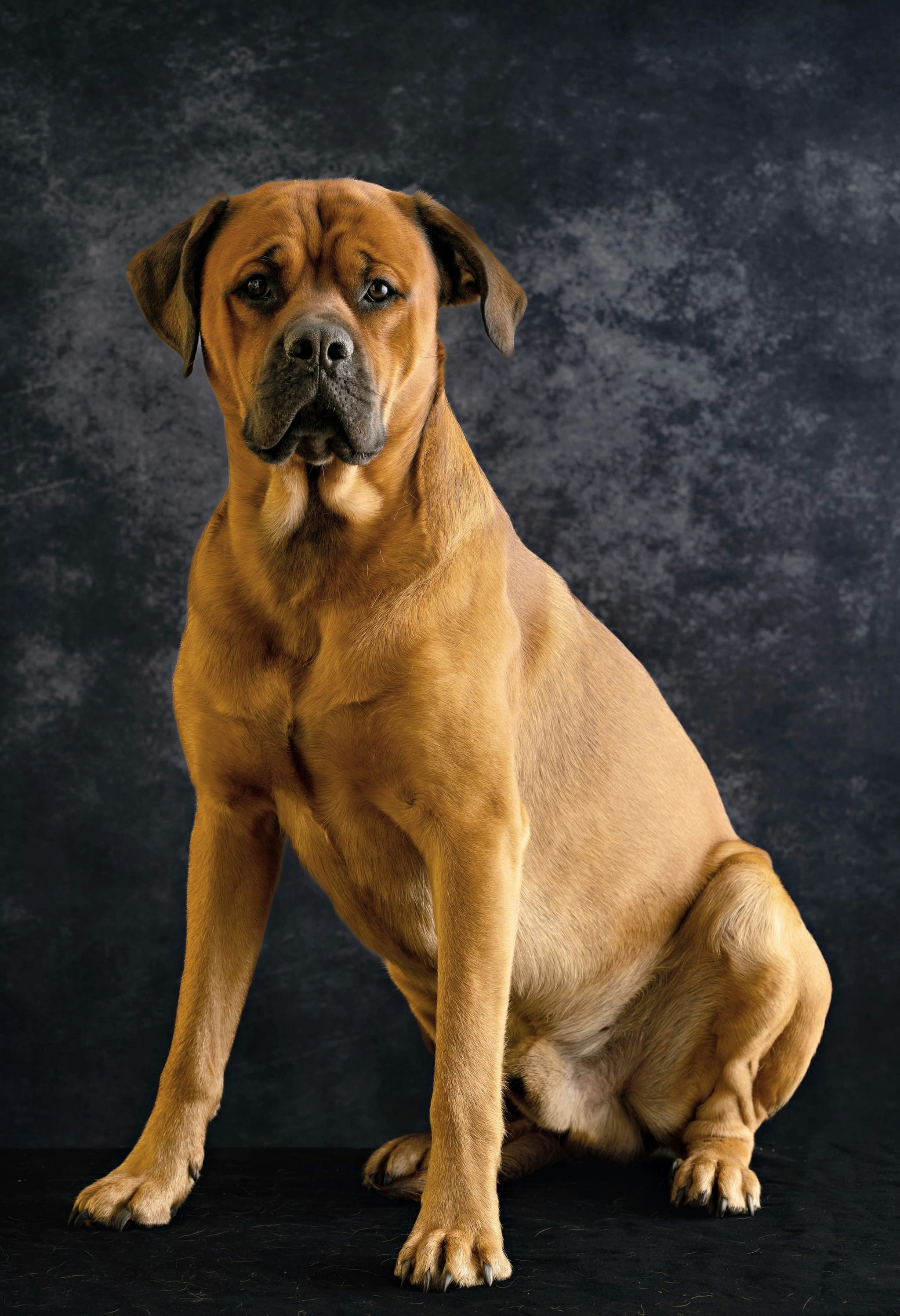 Bullmastiff