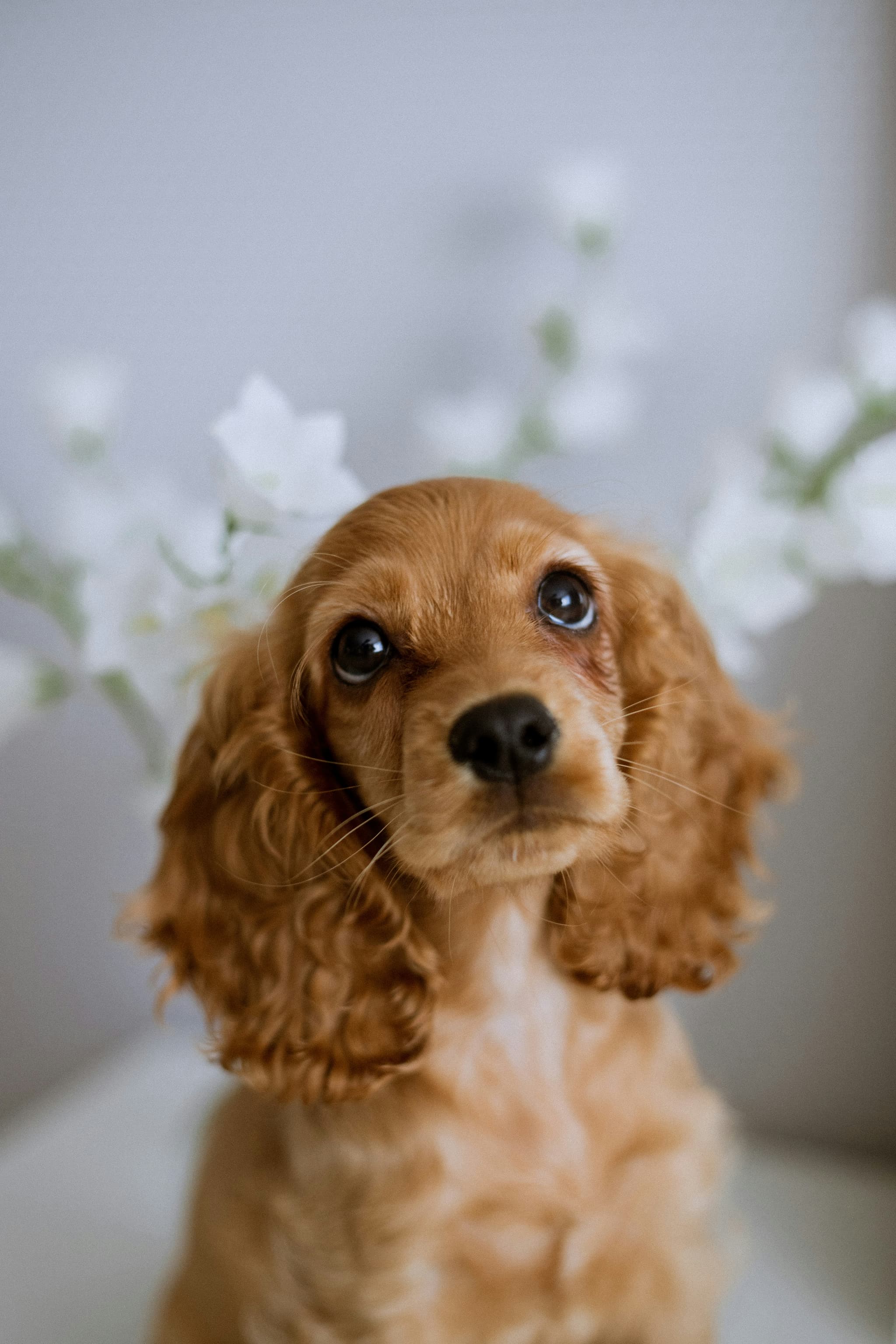Cocker Spaniel