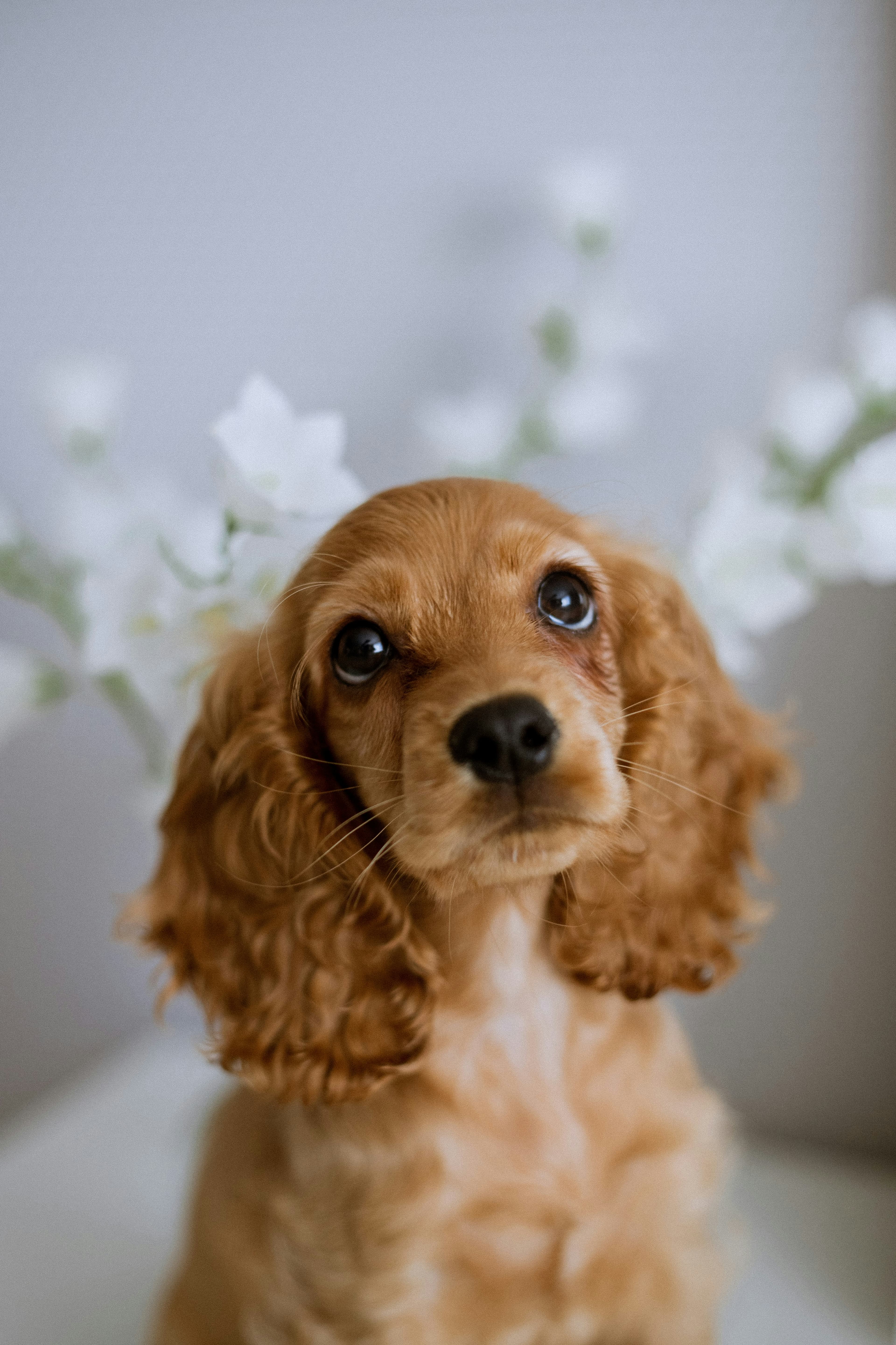 Cocker Spaniel