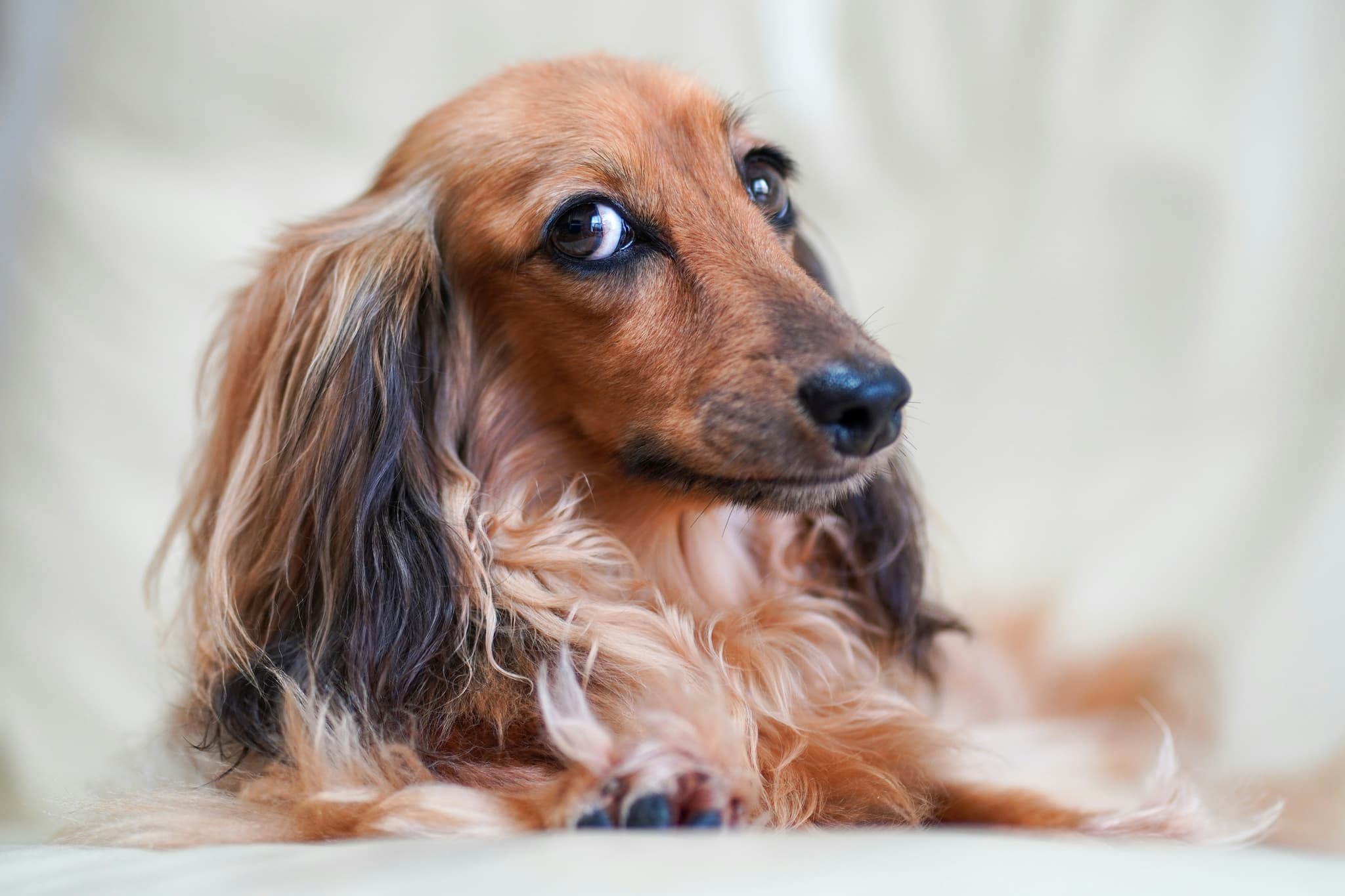 Dachshund
