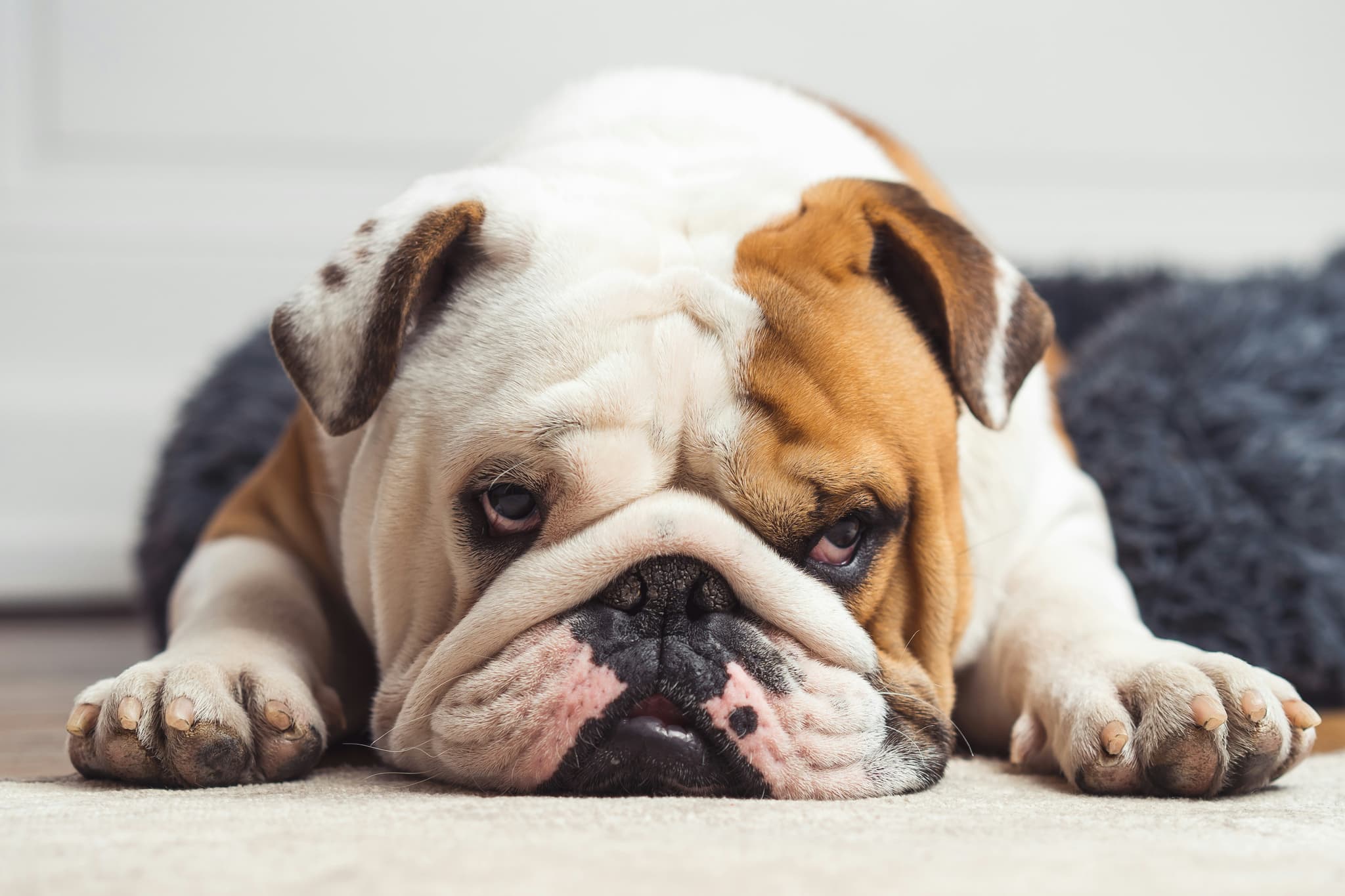 English Bulldog