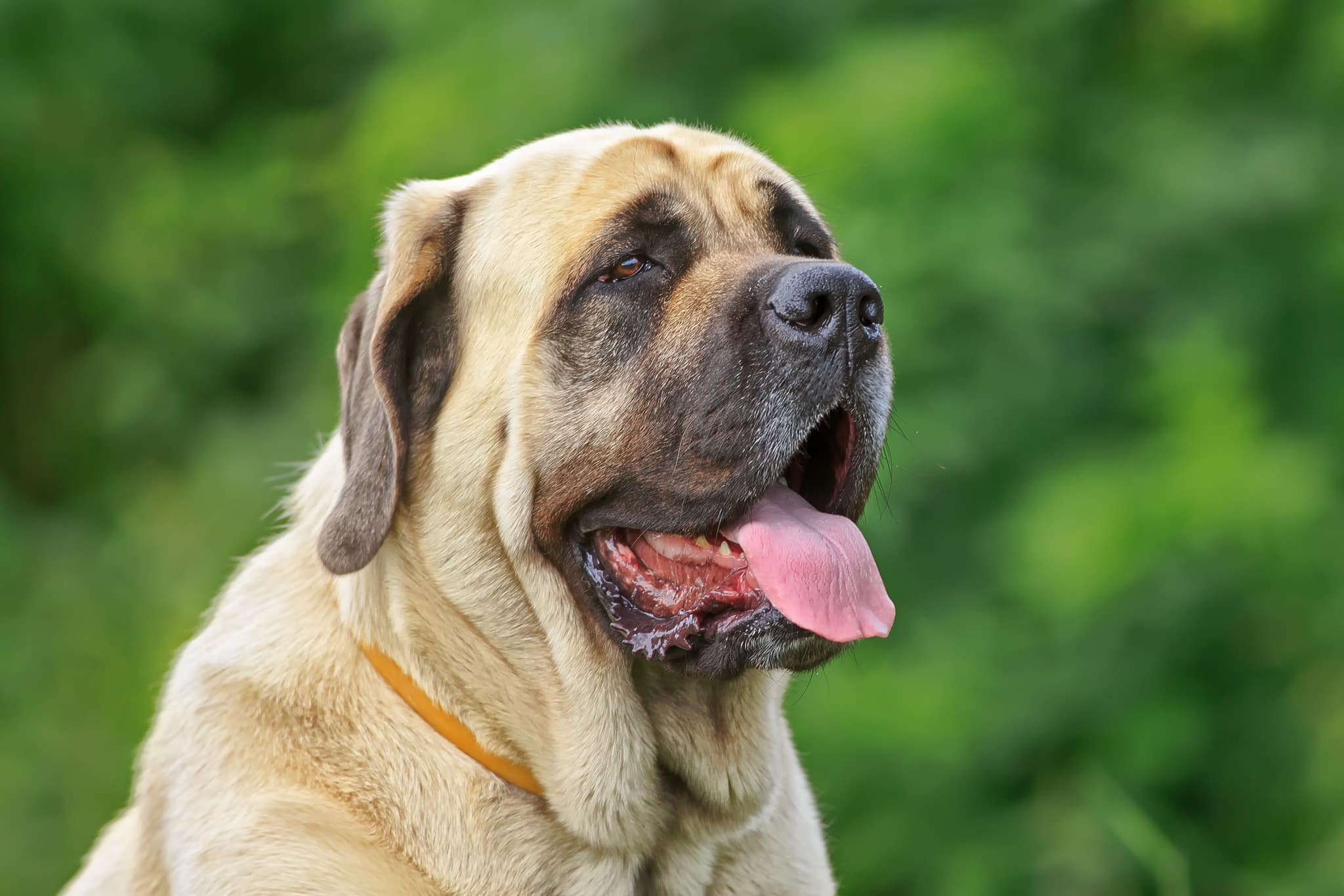 English Mastiff