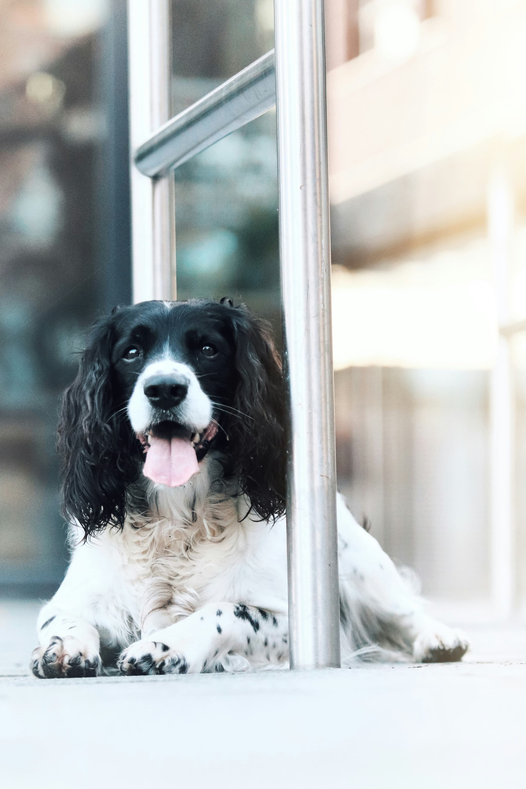 English Springer Spaniel