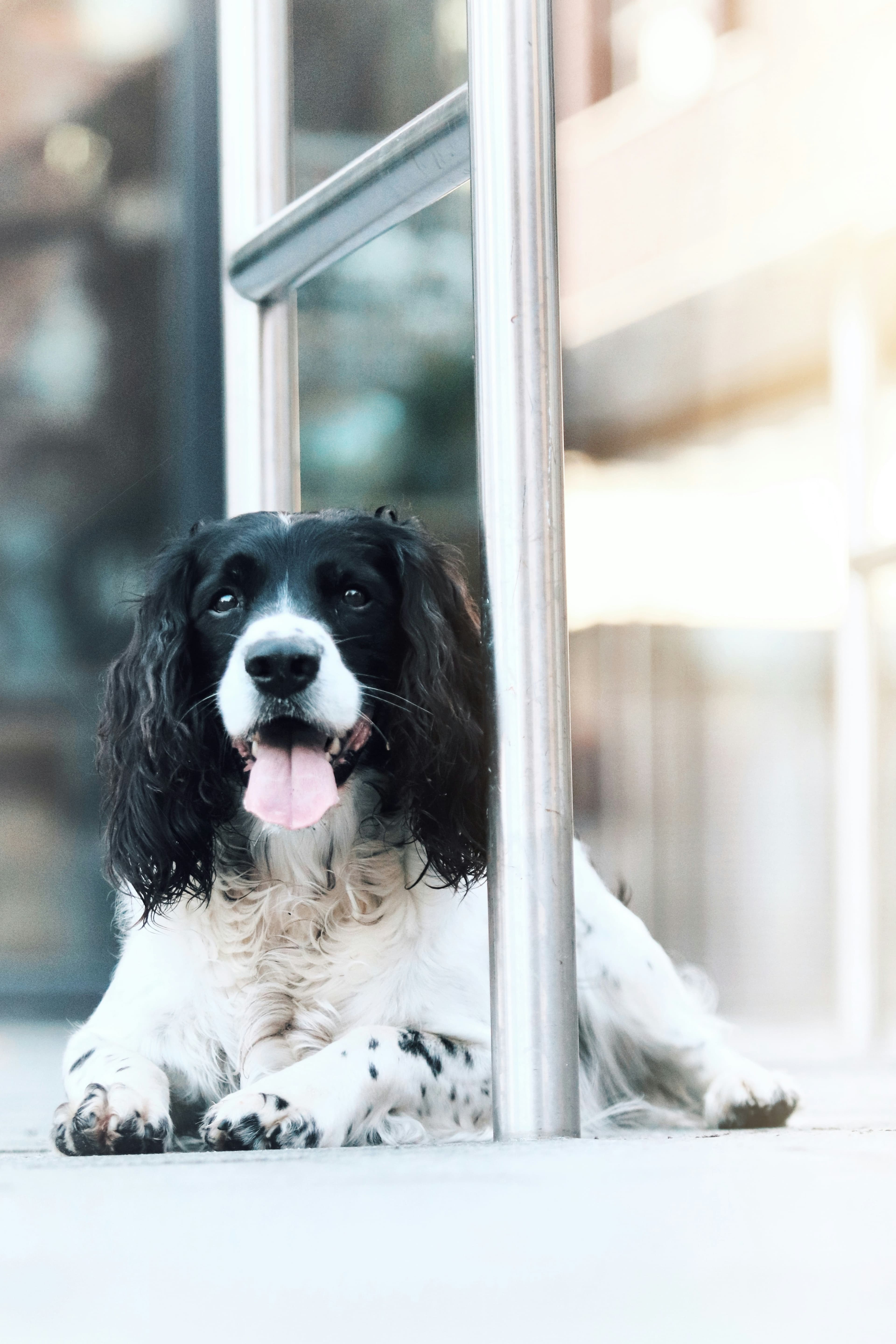 English Springer Spaniel