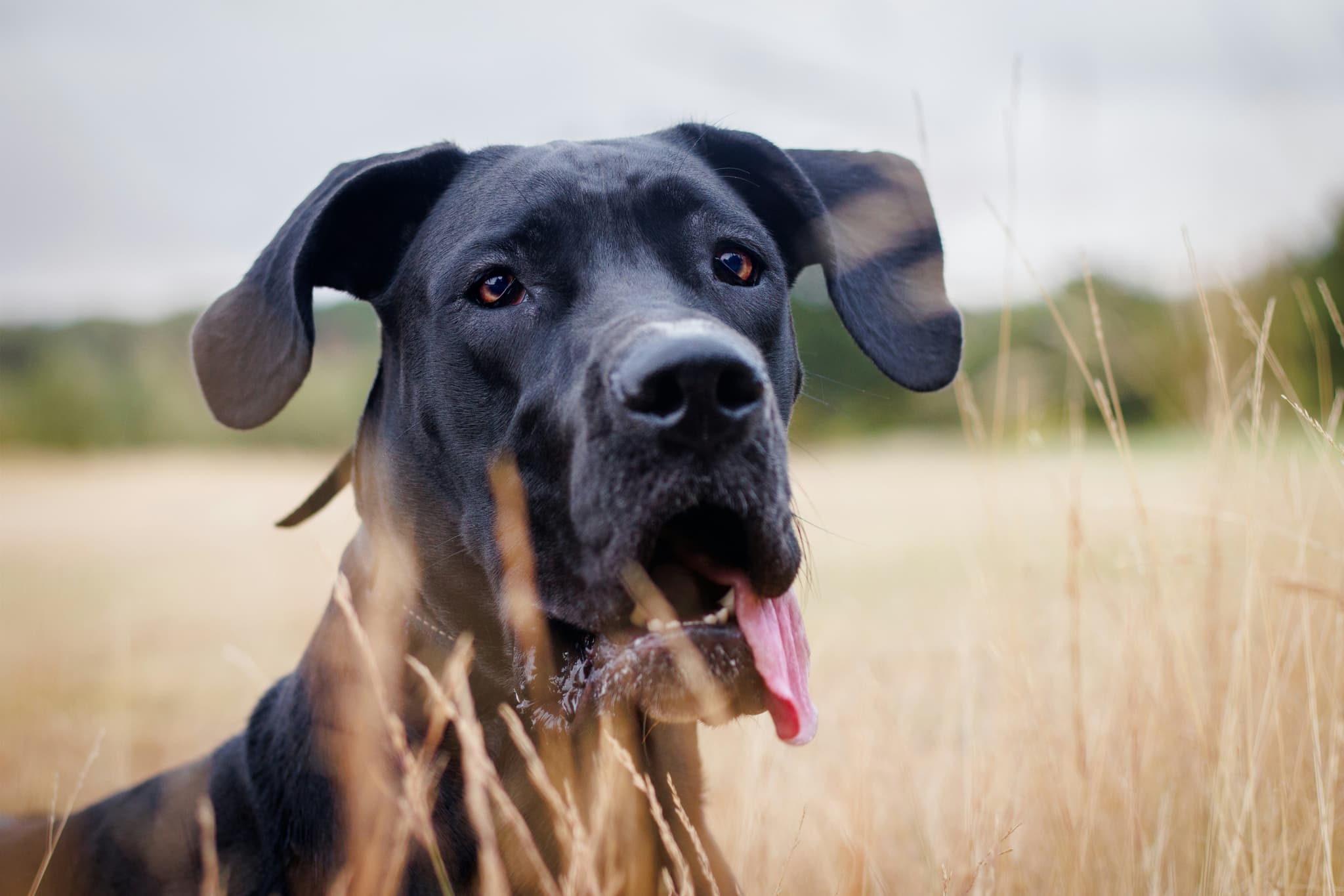 Great Dane