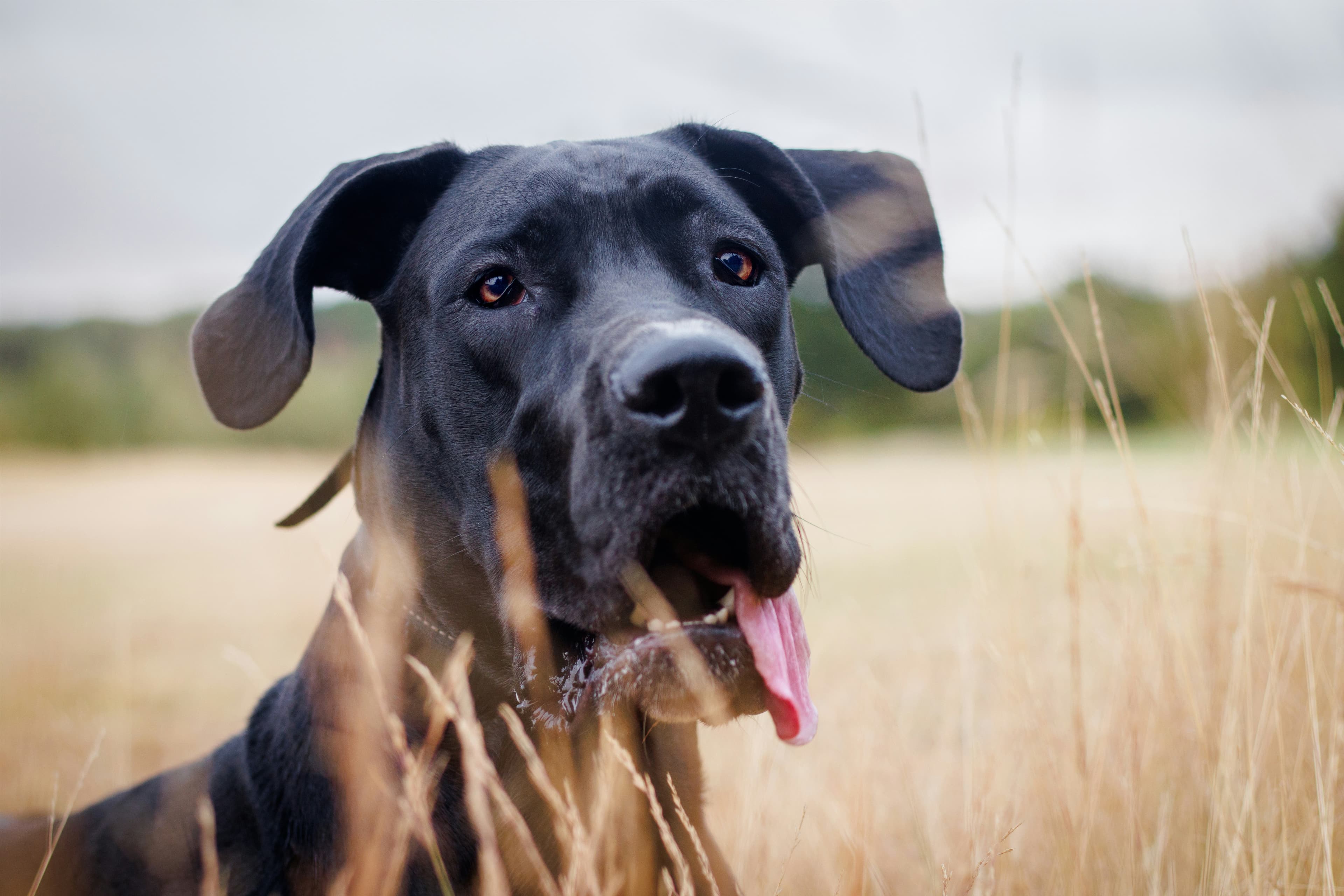 Great Dane