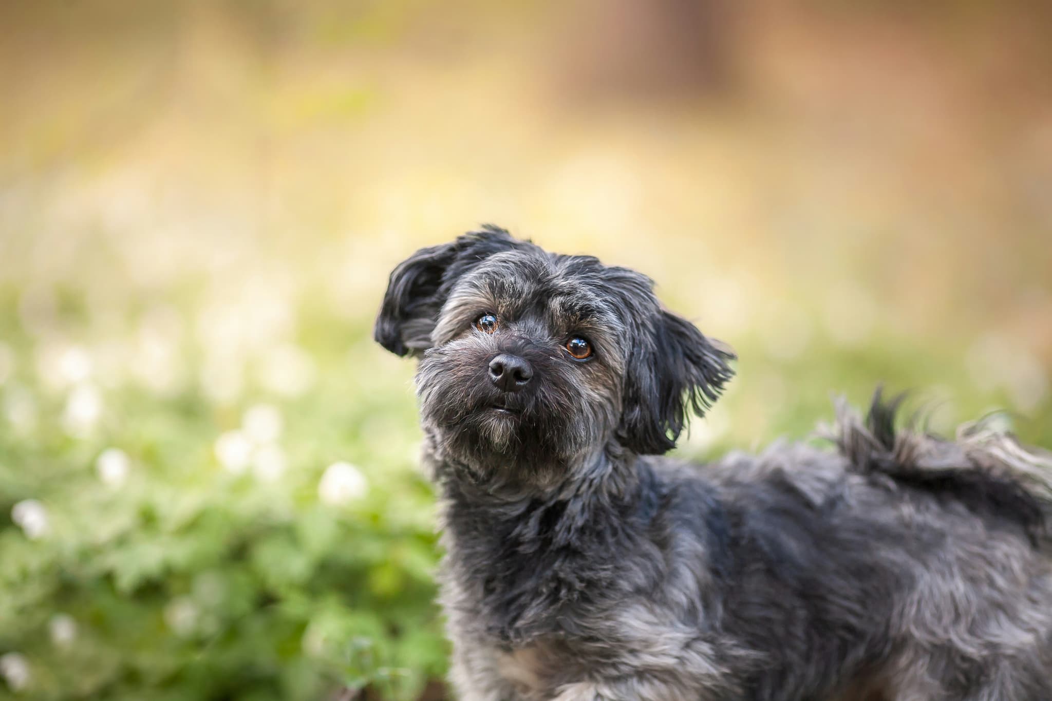 Havanese
