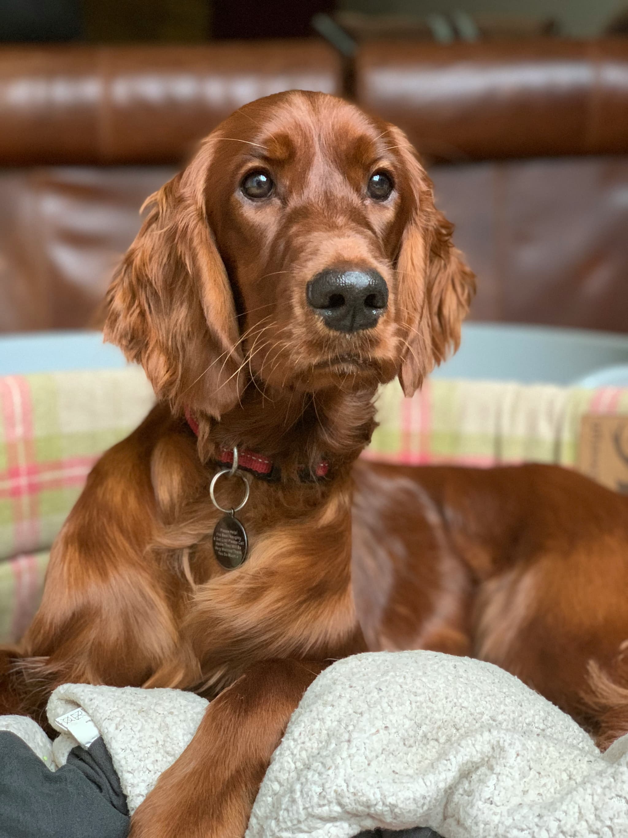 Irish Setter