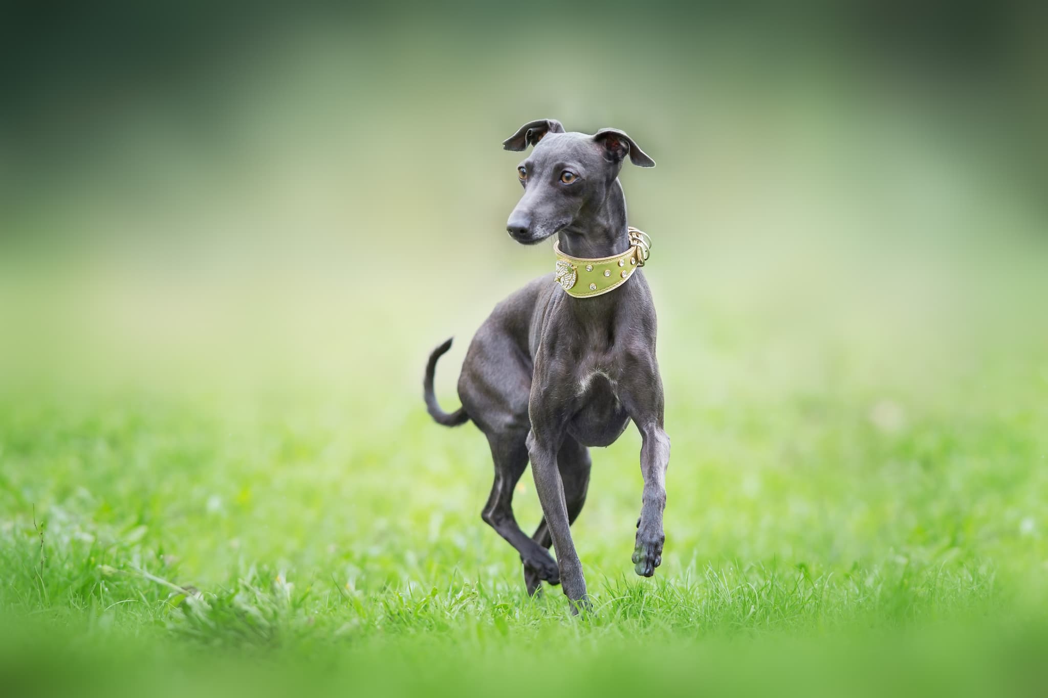 Italian Greyhound