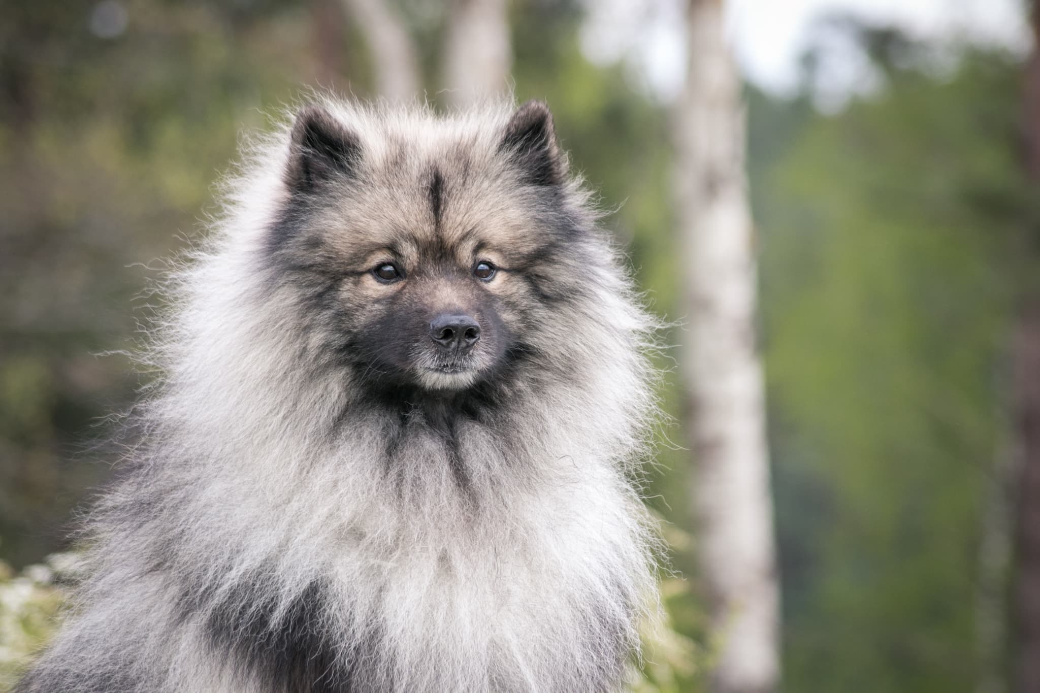 Keeshond