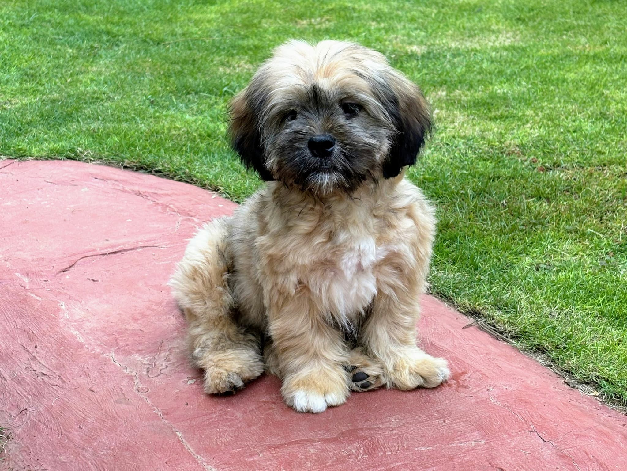 Lhasa Apso