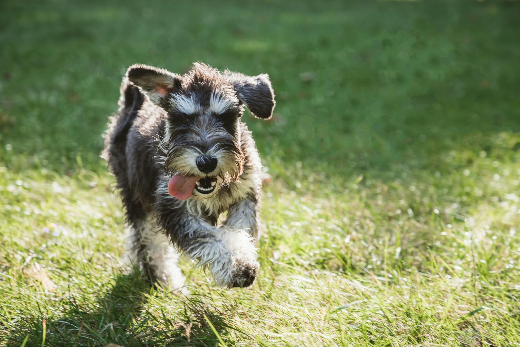 Miniature Schnauzer