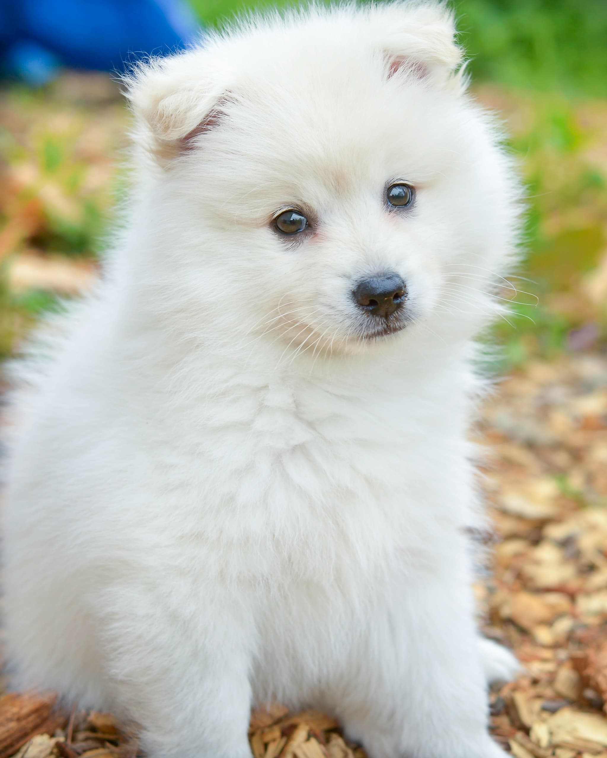 Pomeranian
