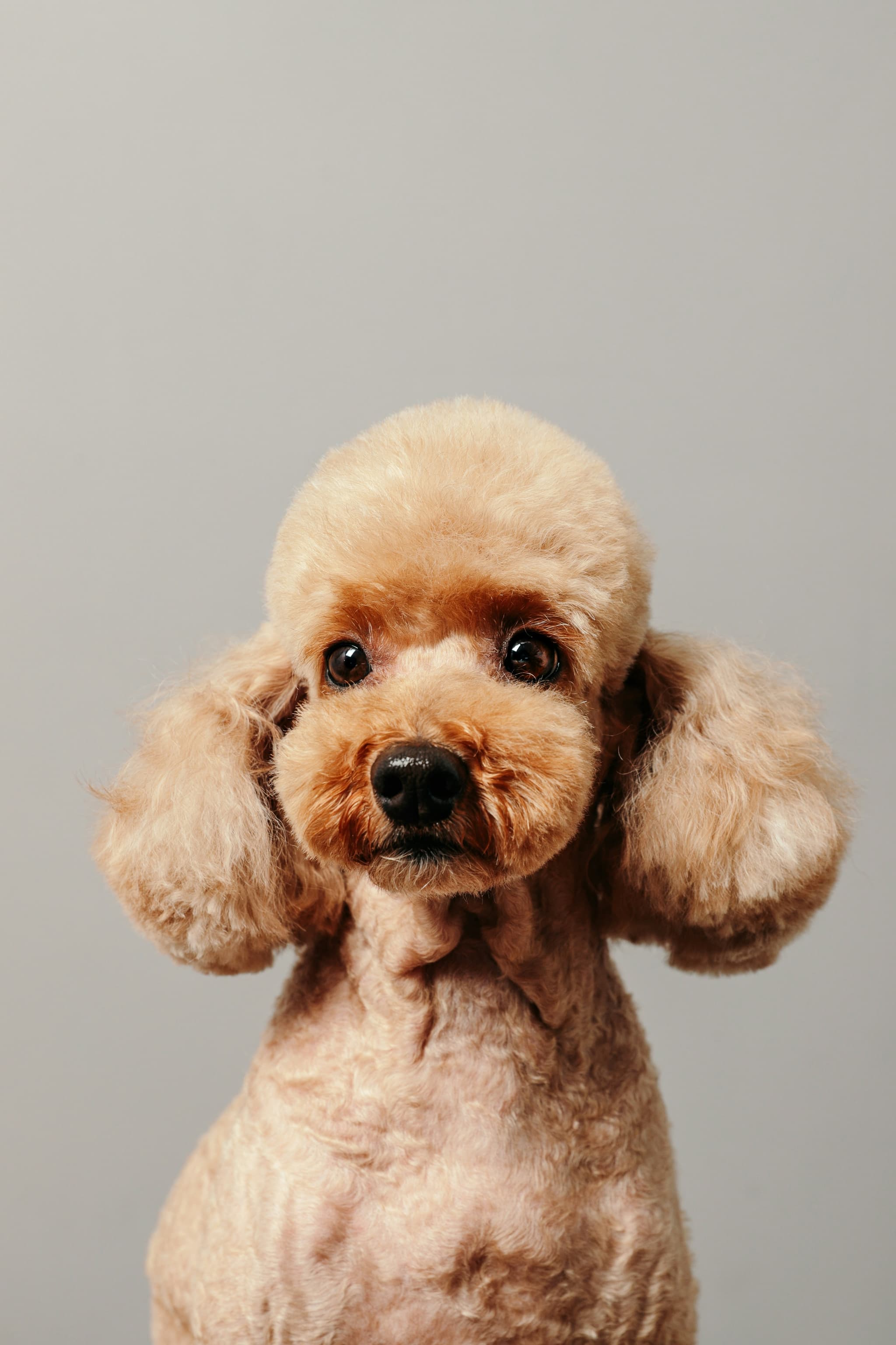 Poodle