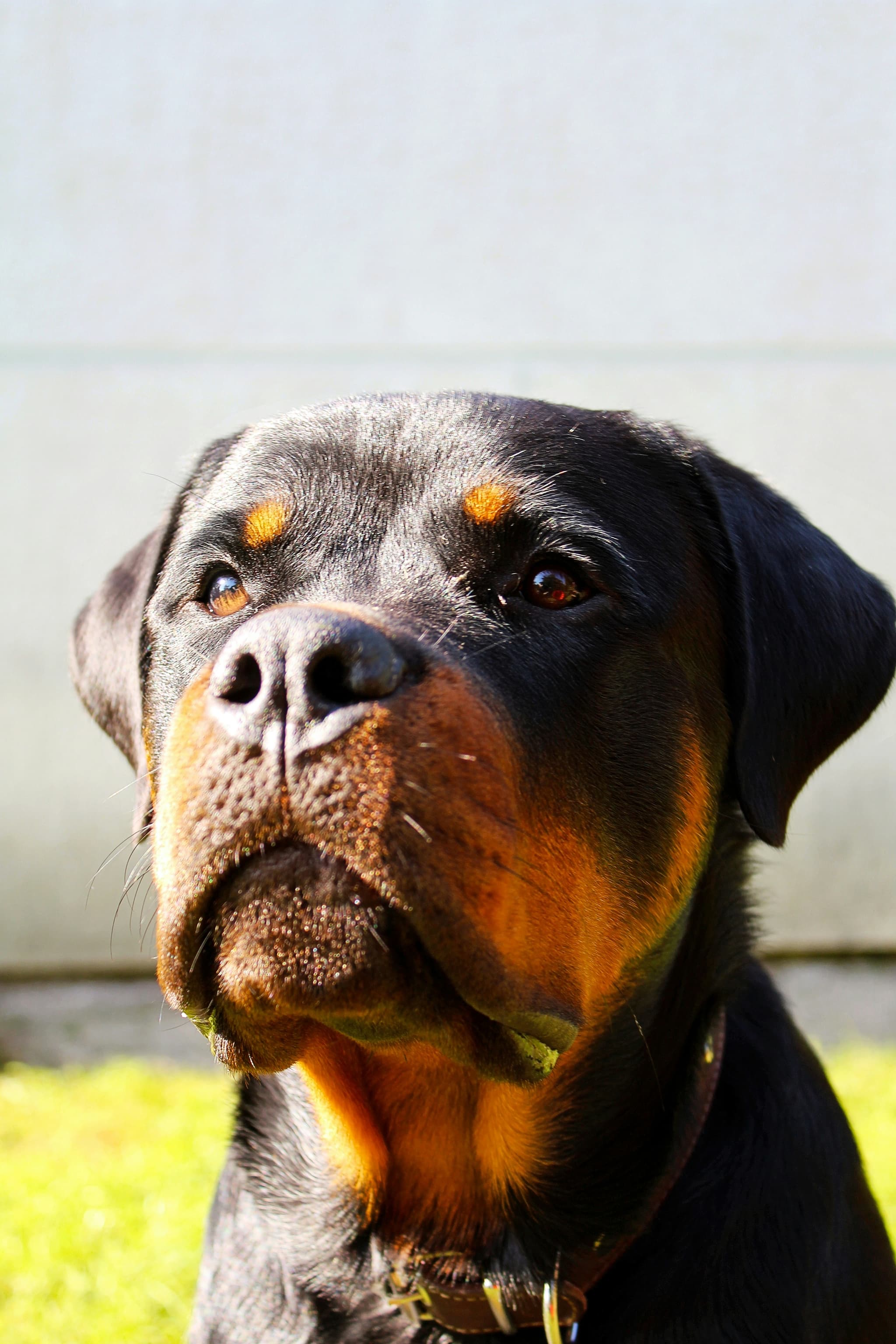 Rottweiler