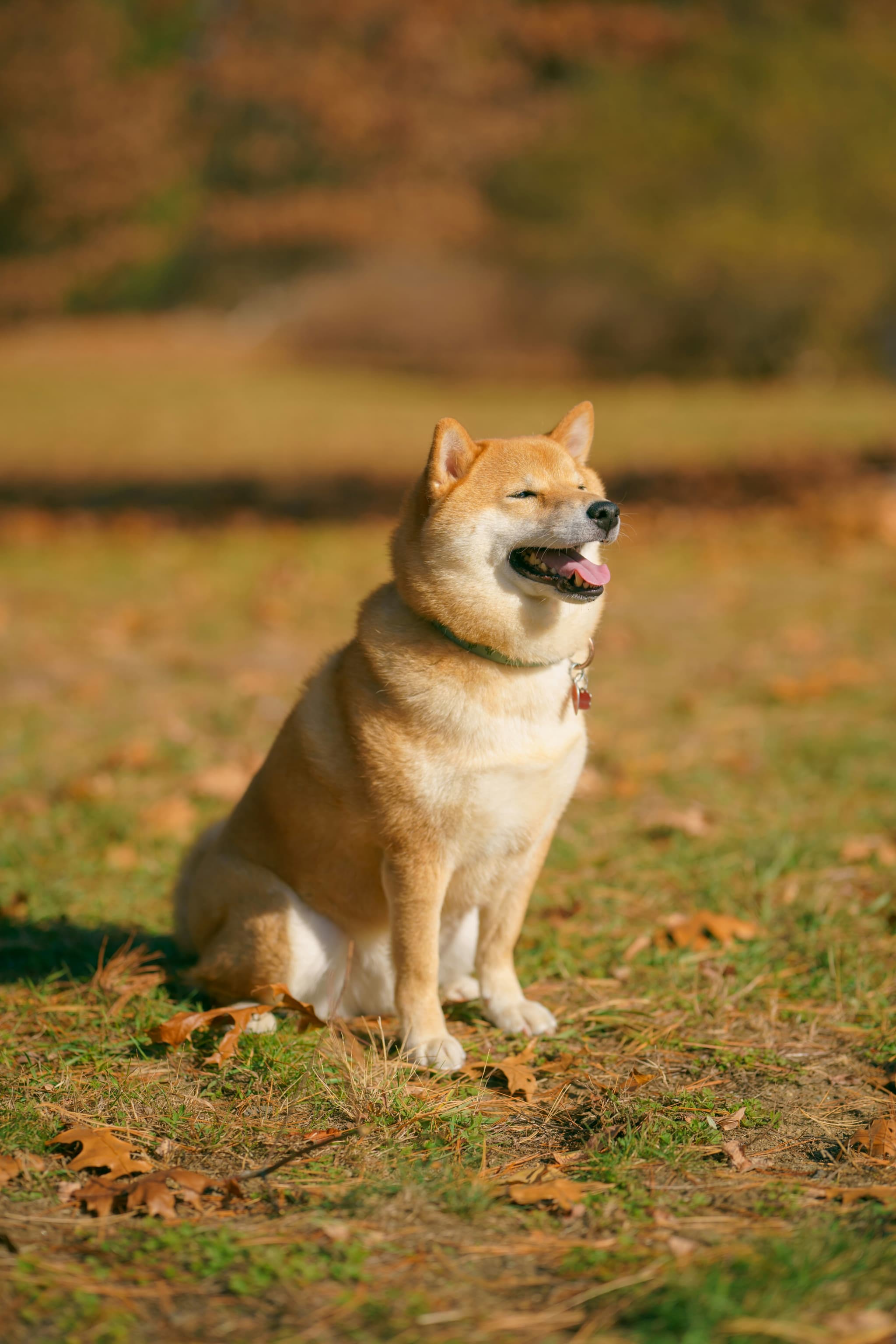 Shiba Inu