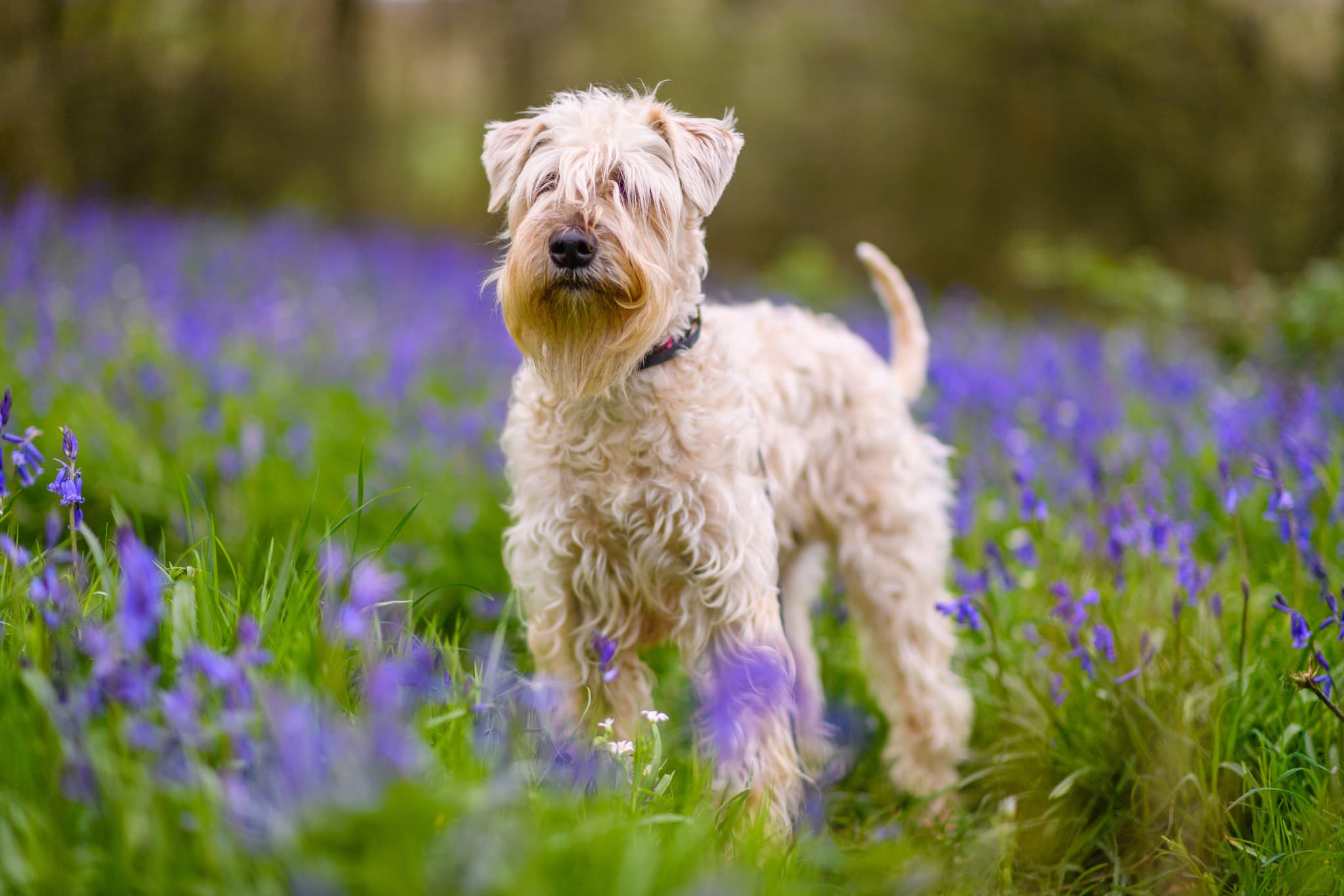 Soft Coated Wheaten Terrier