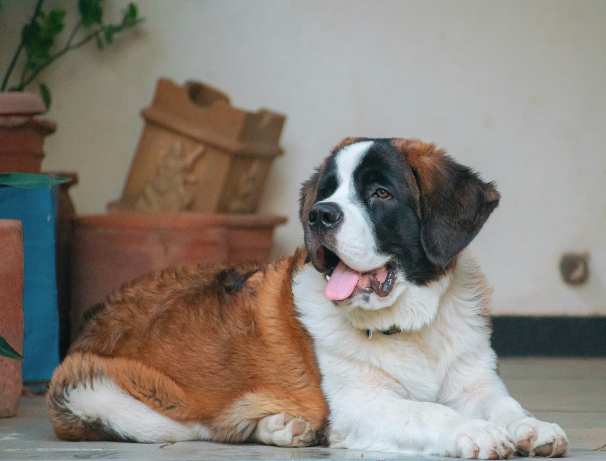 St. Bernard