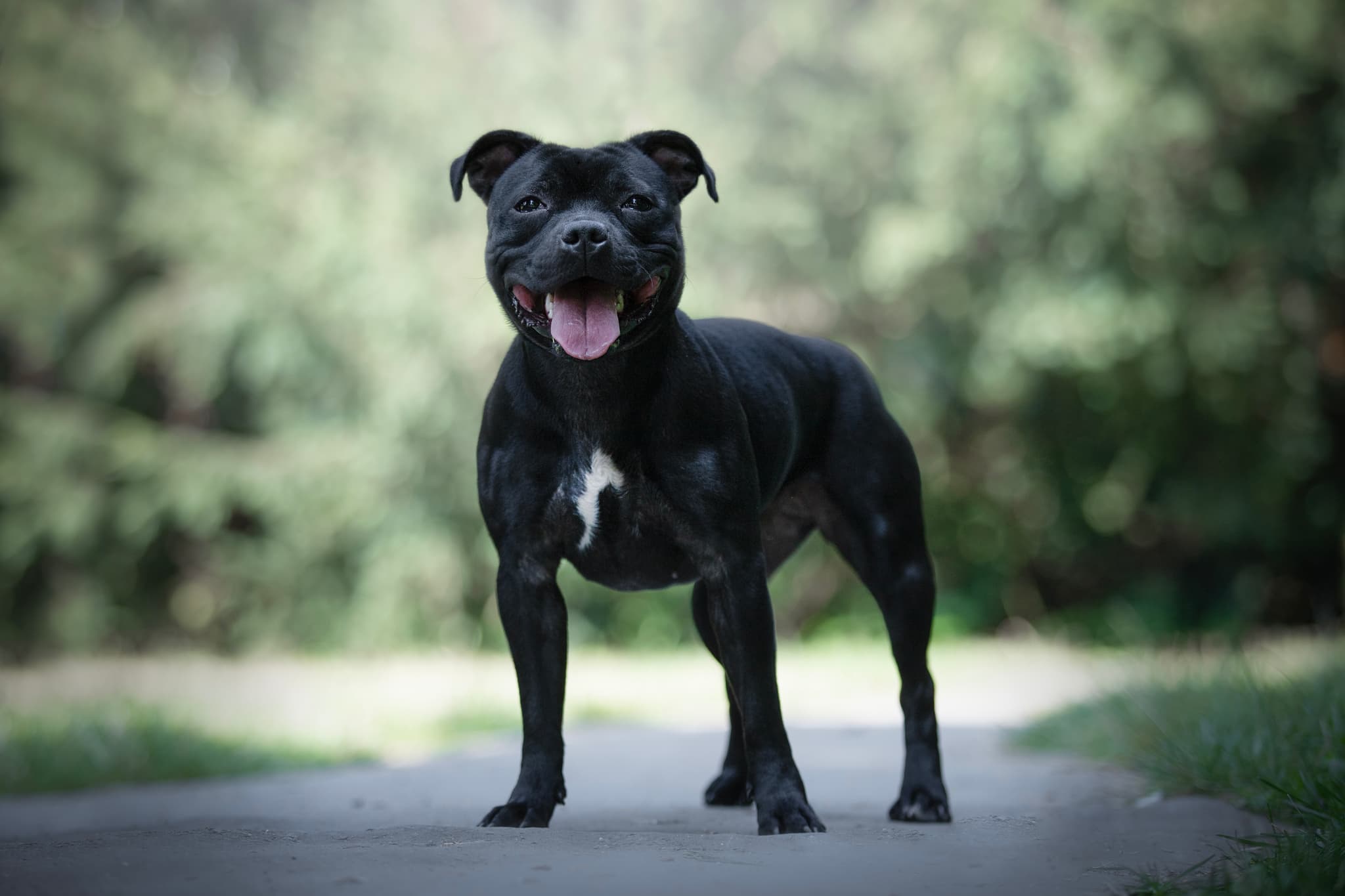 Staffordshire Bull Terrier