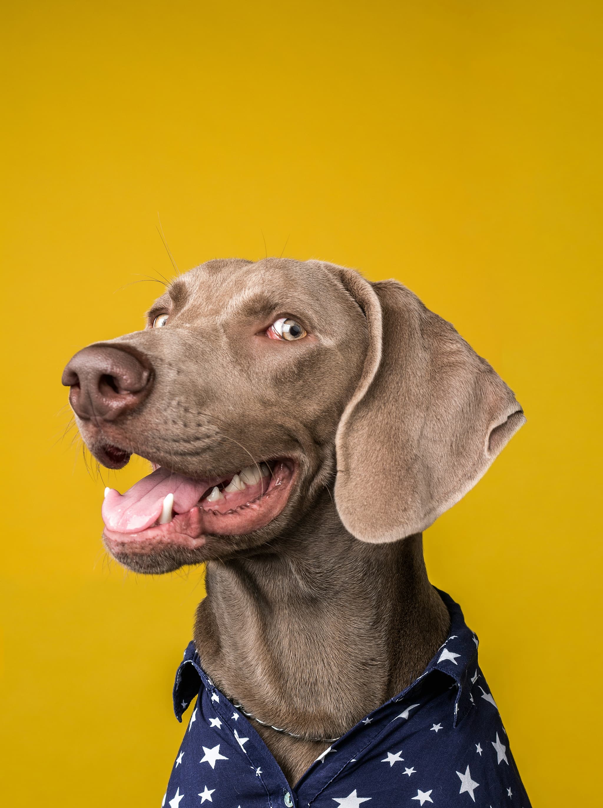 Weimaraner