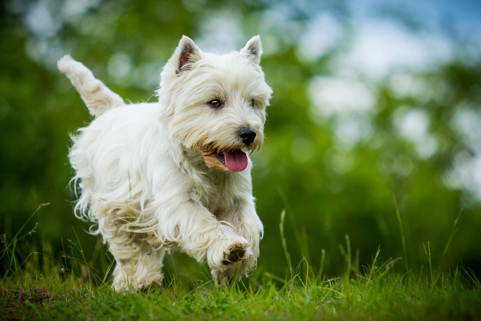 West Highland White Terrier